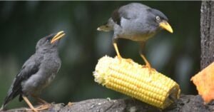 Birds and Corn