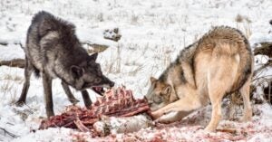 Wolves Eating Carcass