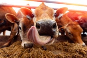 jersey-cow-dairy-tongue-funny