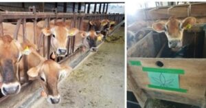 Hemp Feed Study - Dairy Cattle