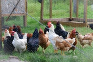 hobby-farm-chickens-farmette