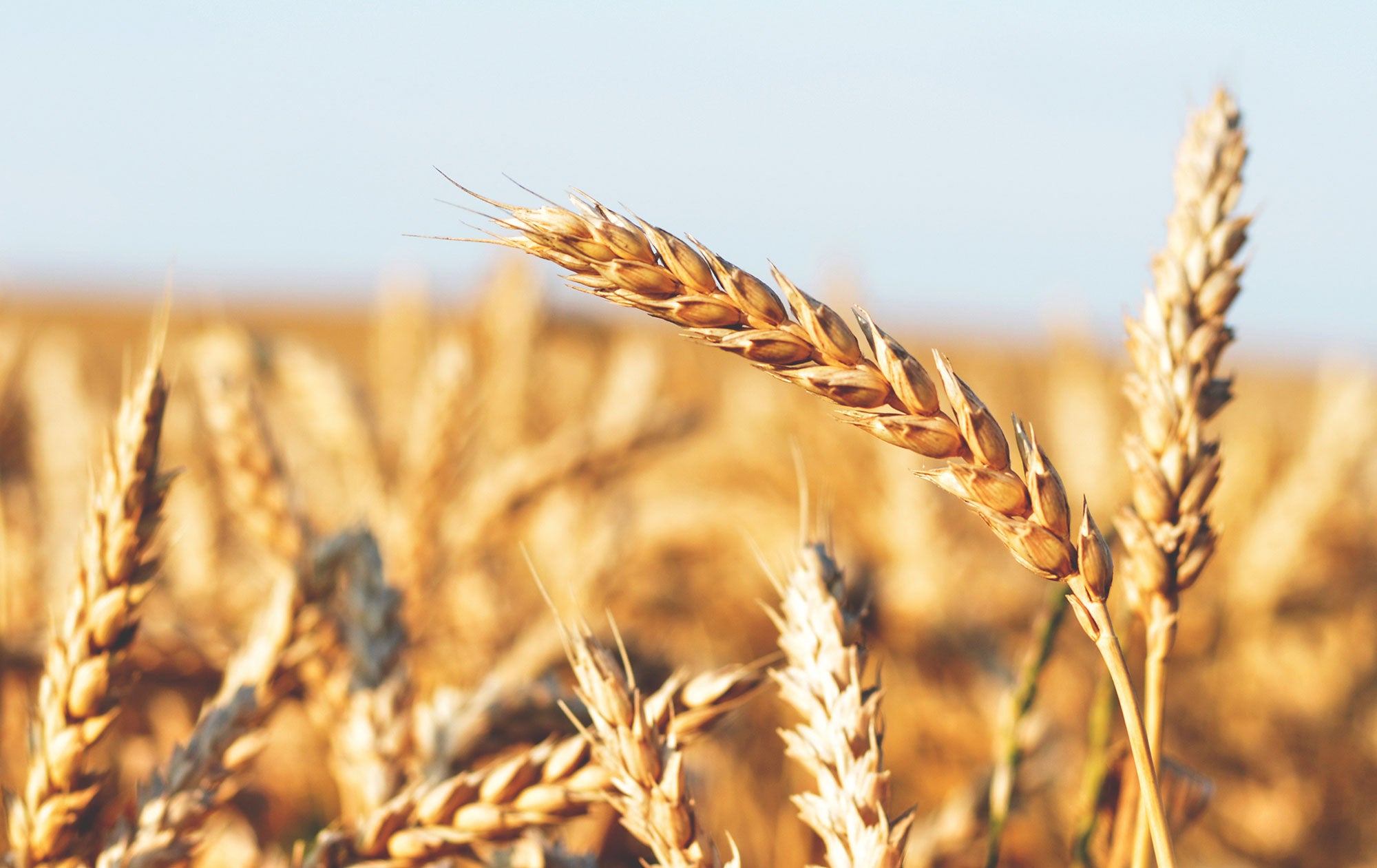 wheat farm