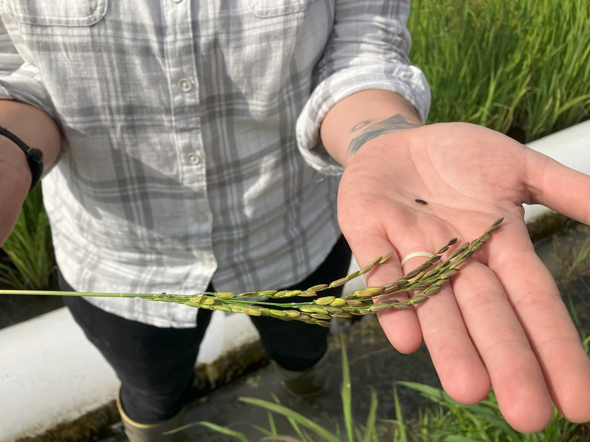 Rice_2--mississippi-river-delta-bounty