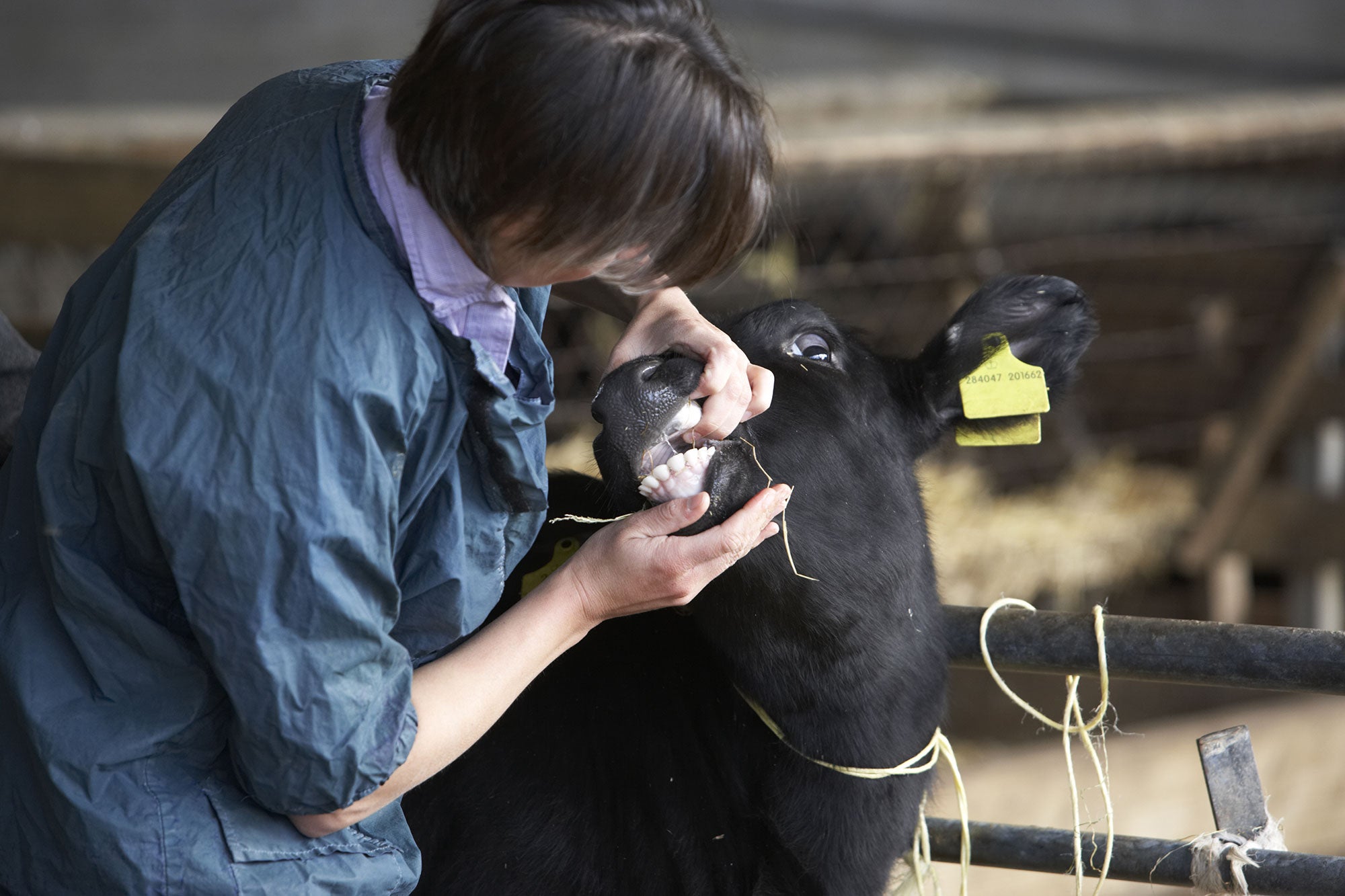 veterinarian-examining-calf