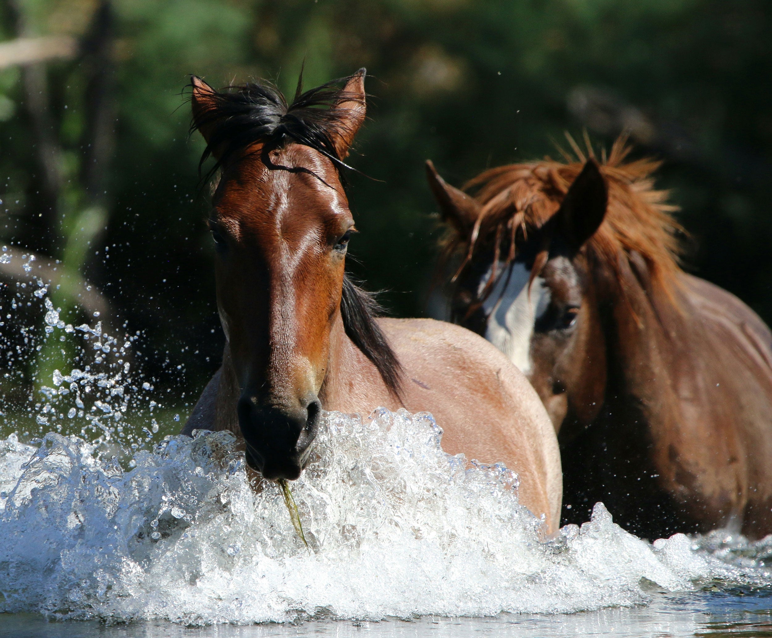 salt-river-wild-horses-management-01