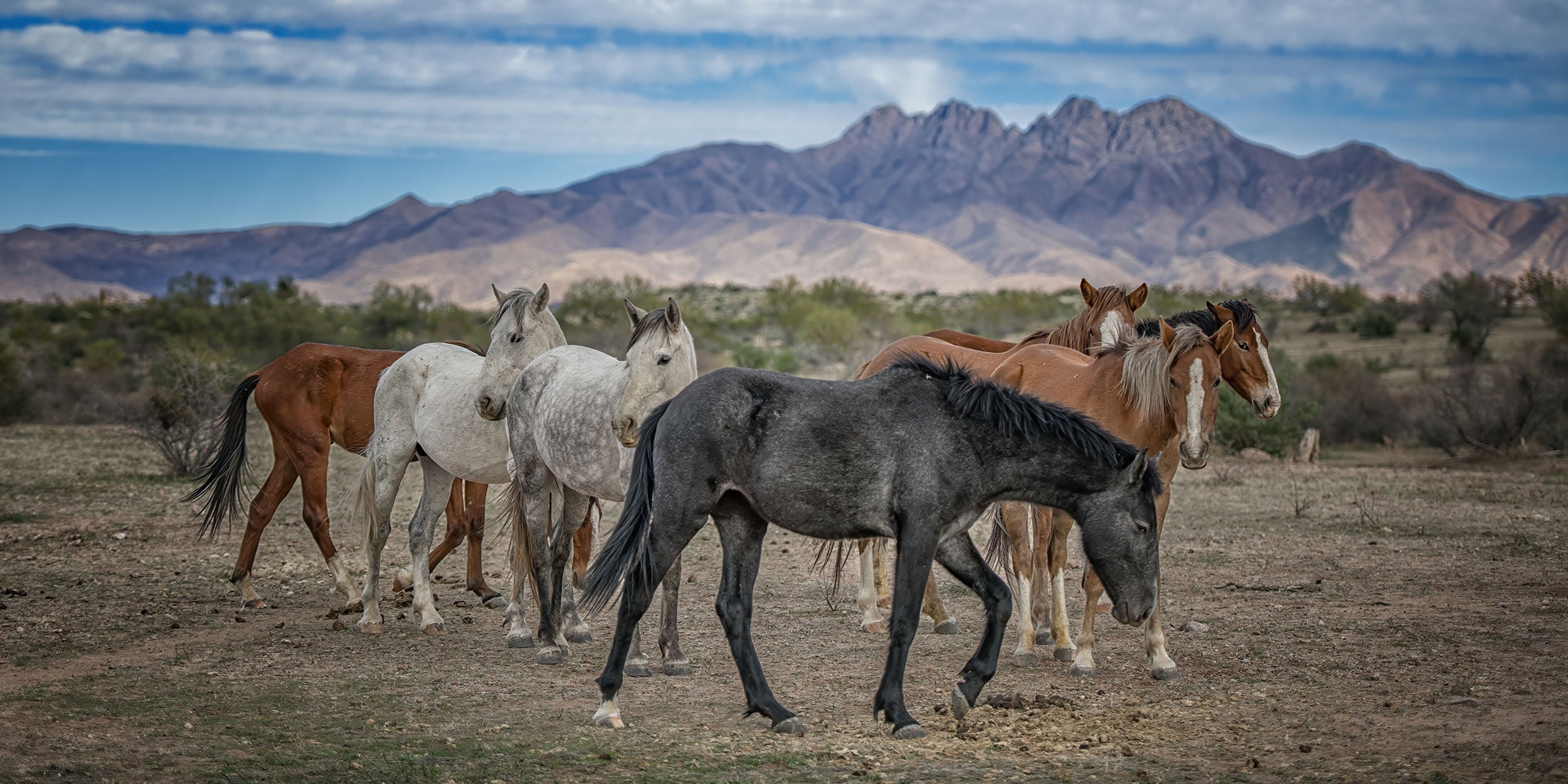 salt-river-wild-horses-management-03