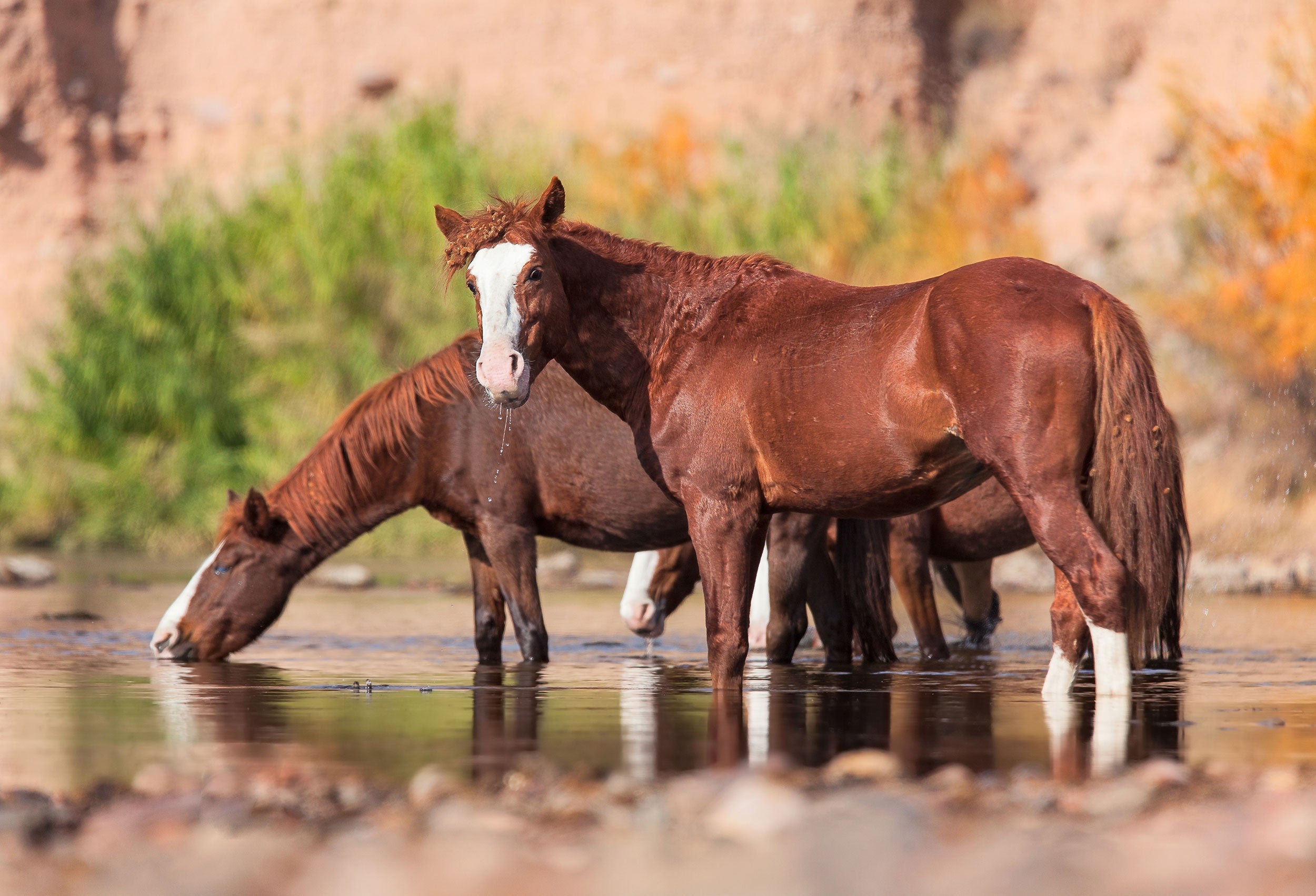 salt-river-wild-horses-management-05