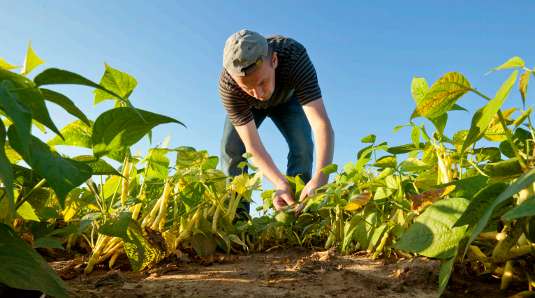 organic farmer