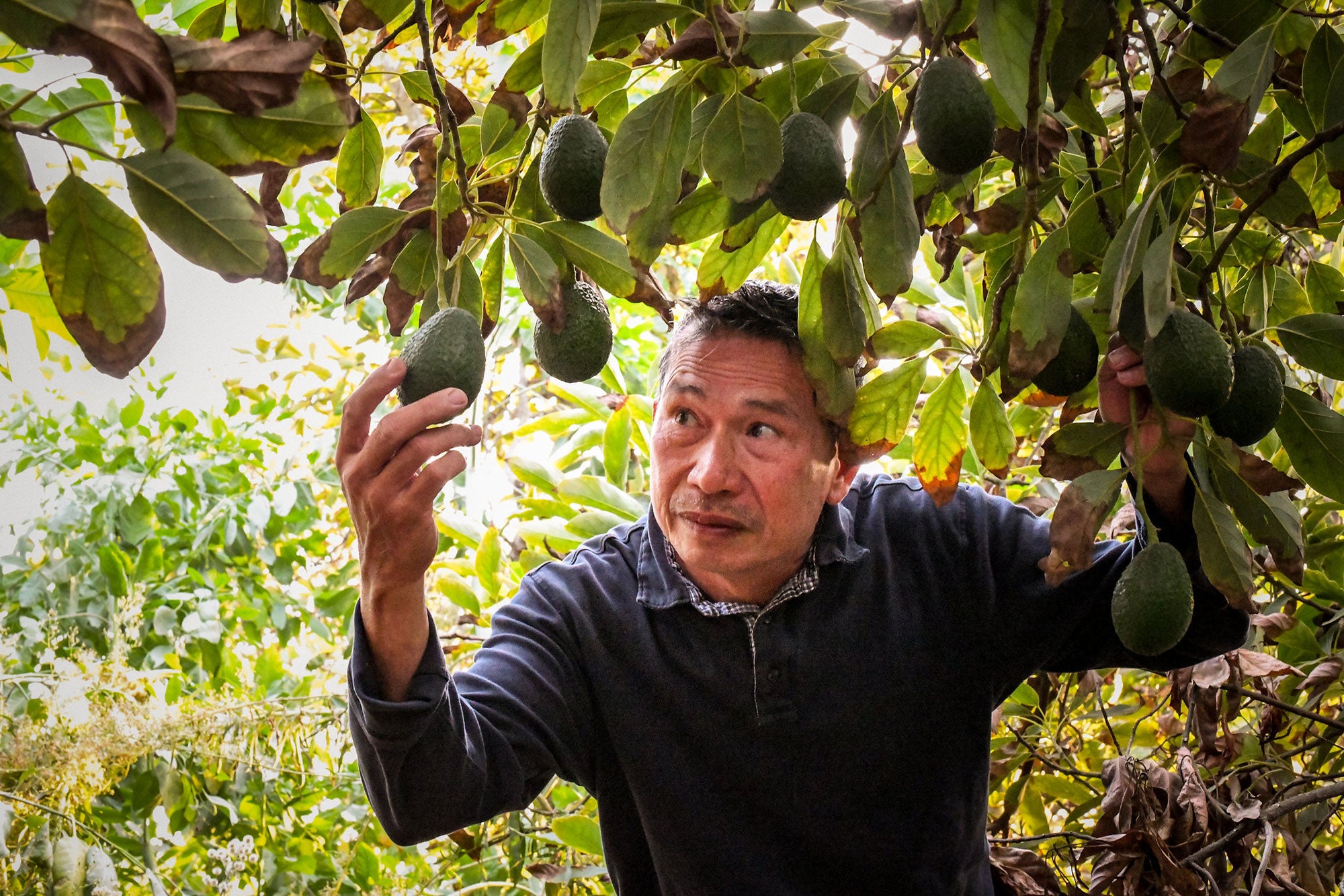 filipino-immigrant-us-farmer