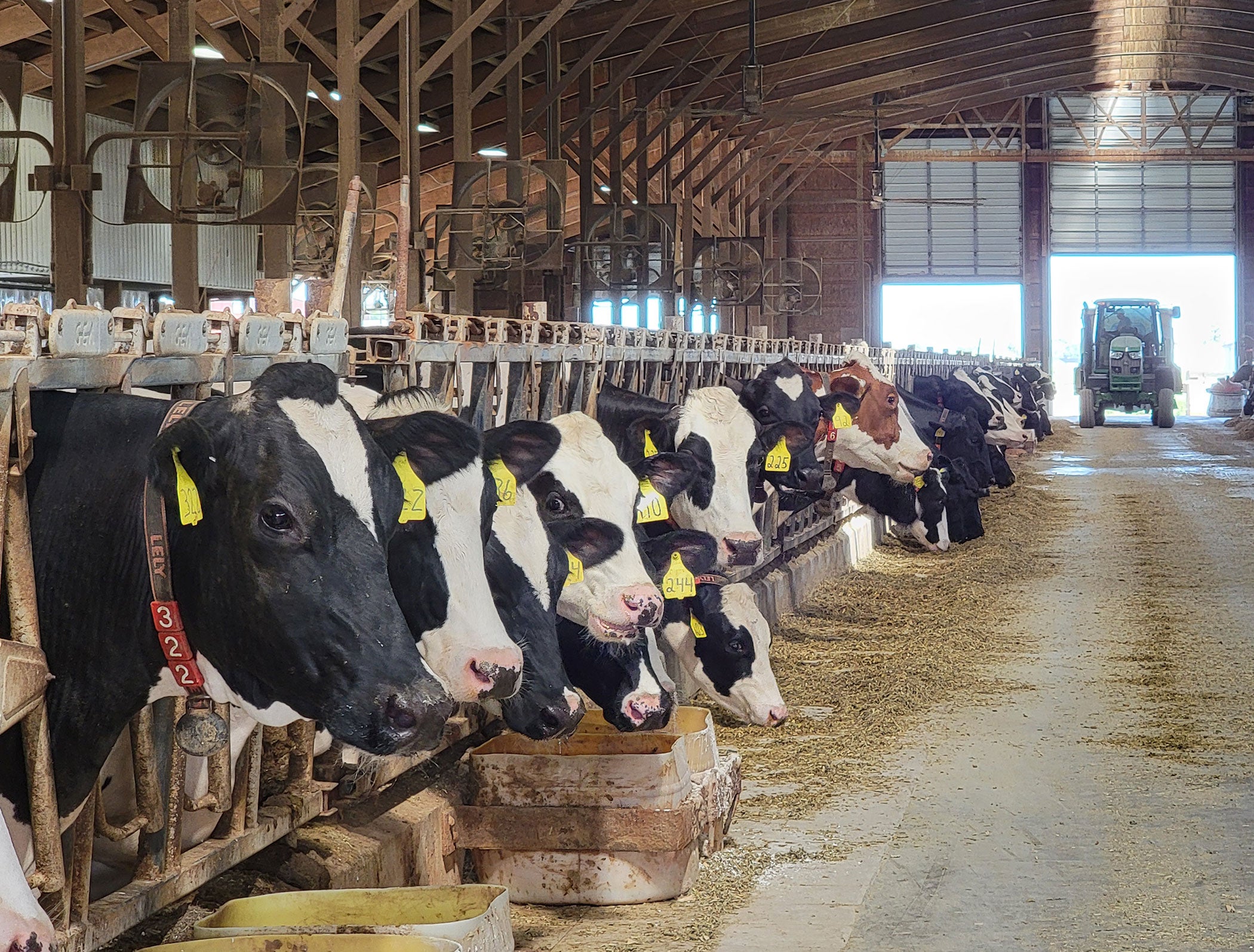 ear-tags-dairy-cattle-barn