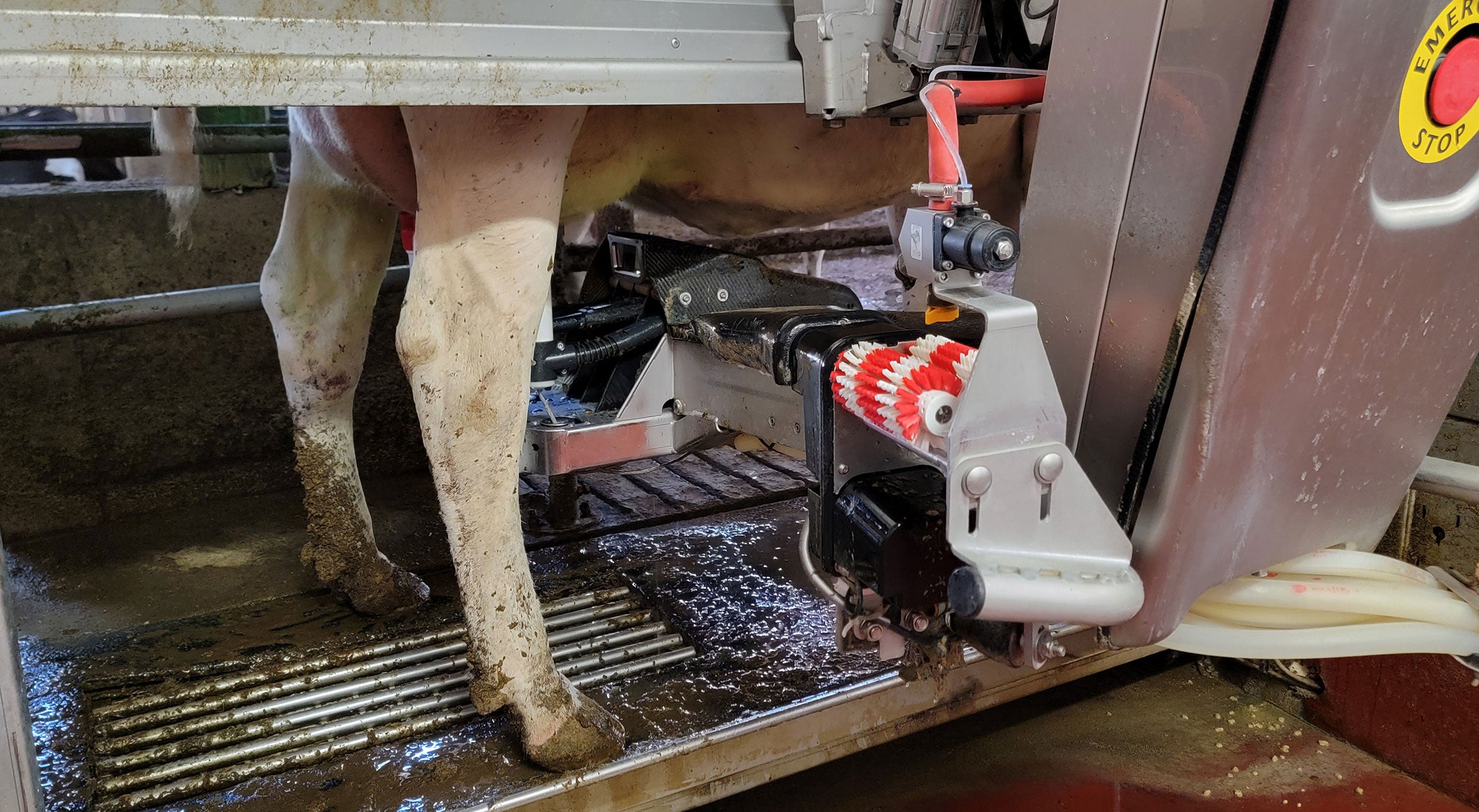 indiana-farm-robotic-milker