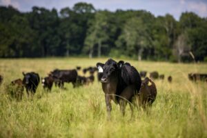 2026 Angus Foundation Scholarship applications open 2026 Angus Foundation Scholarship applications open