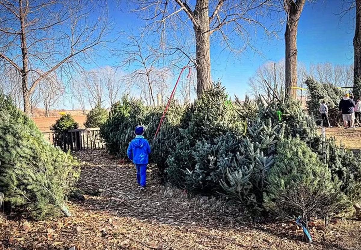 OsbornFarm-colorado-tree-selection