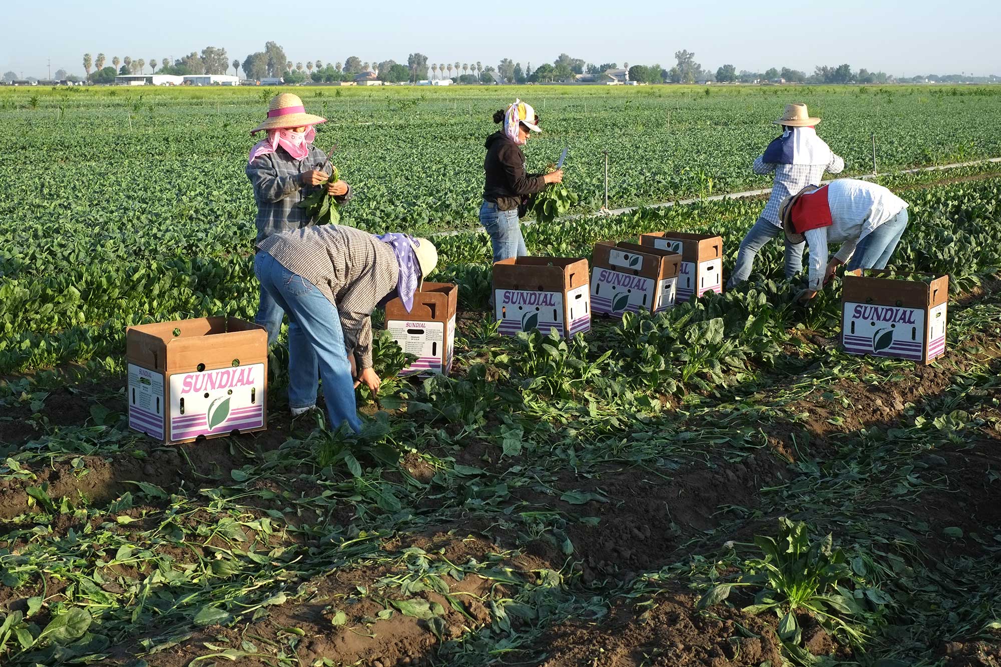 spinach_harvest_kern_california