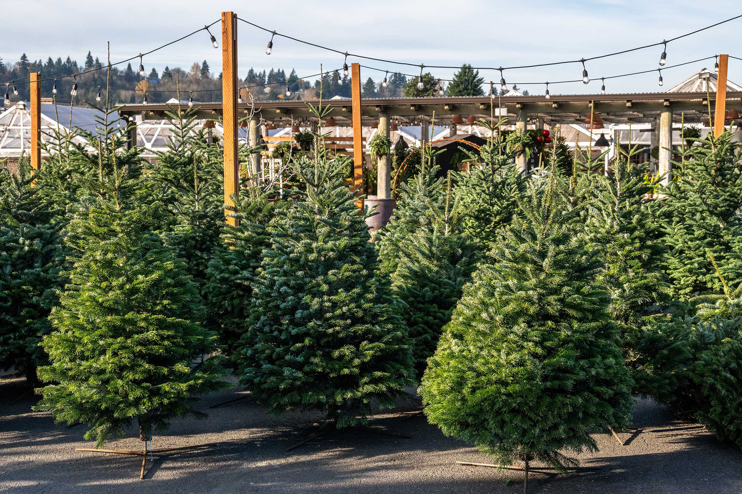 christmas-trees-lot-for-sale-knelson20