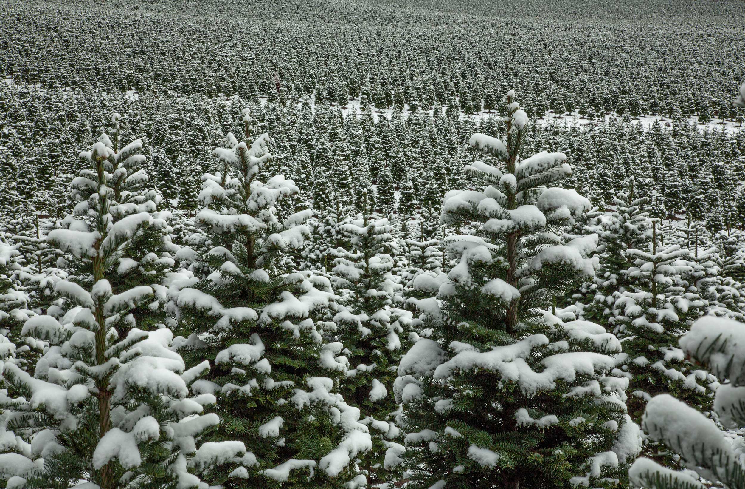 oregon-christmas-tree-farm-Jacquie-Klose