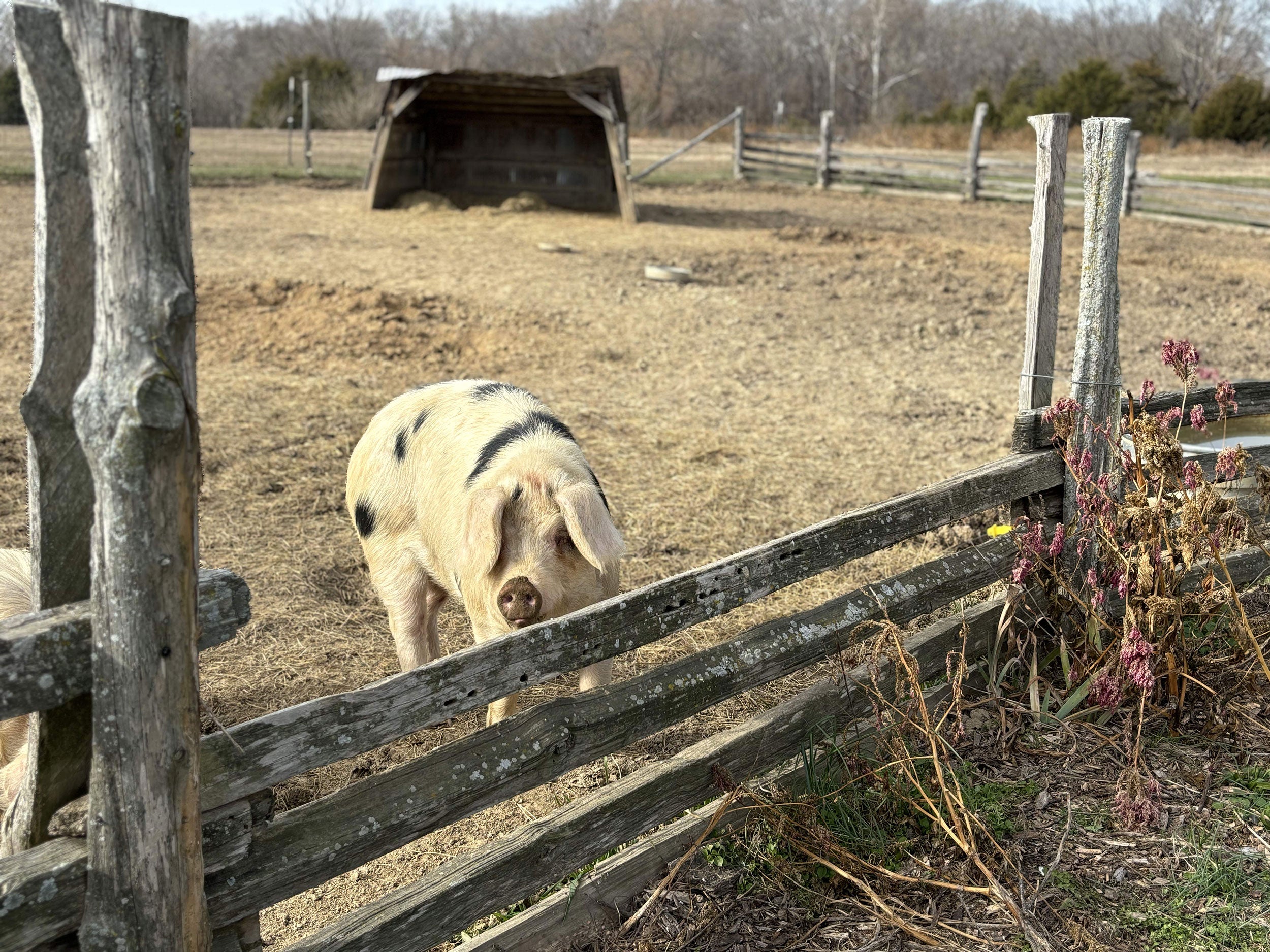 CNG-Certified_Naturally_Grown_Pig