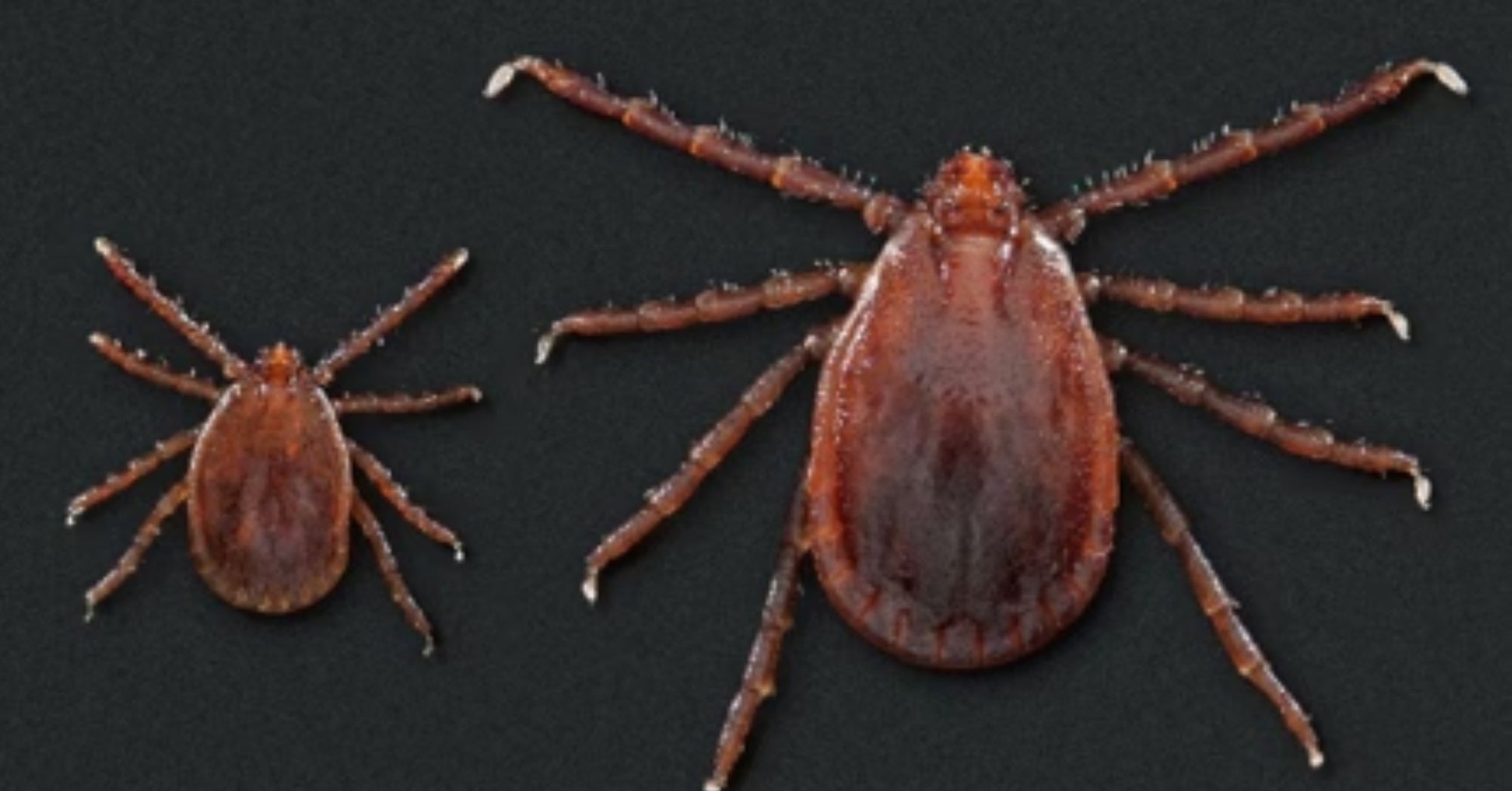 Asian Longhorned TIck