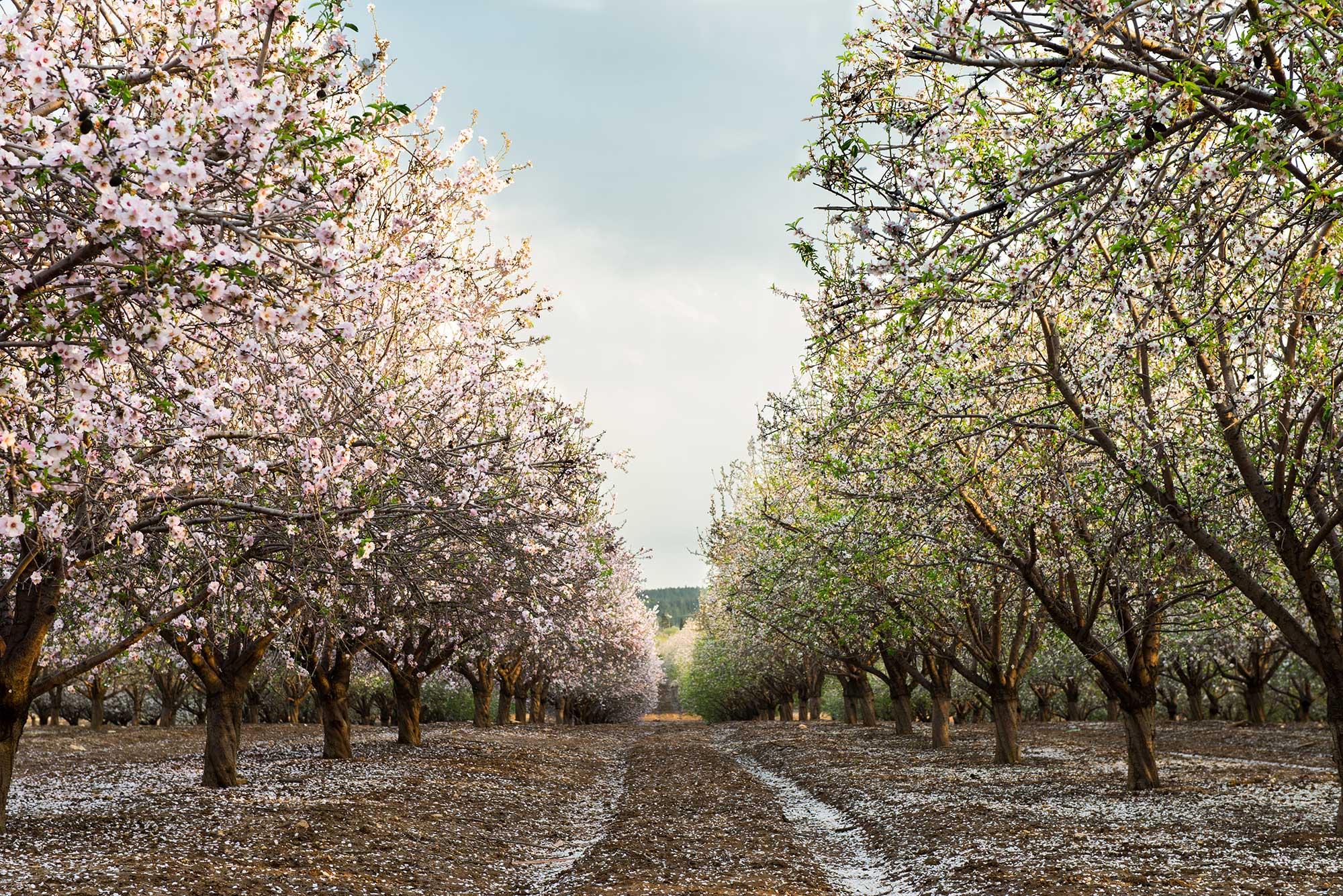 california almond orchard