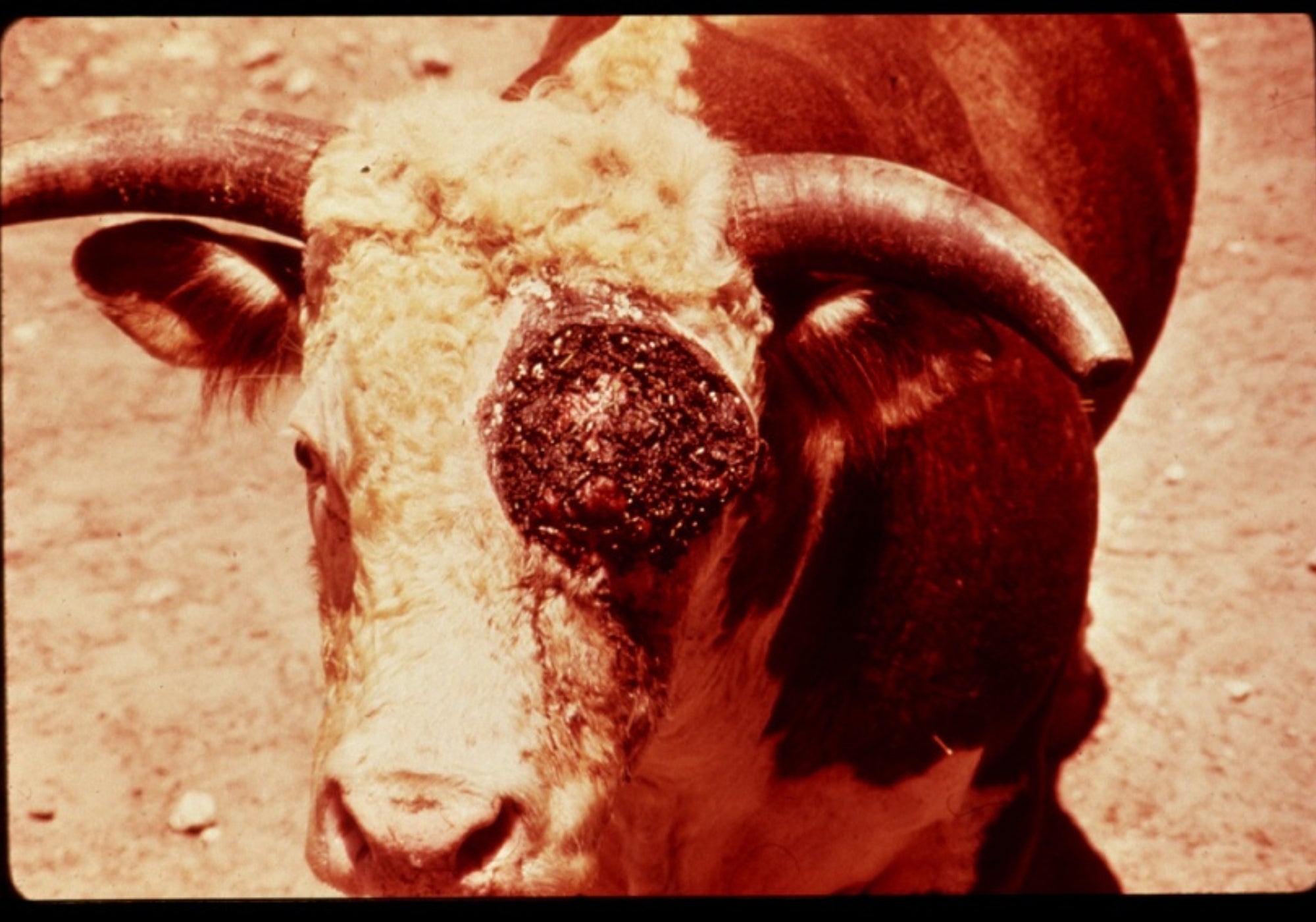 Slide of infested cow