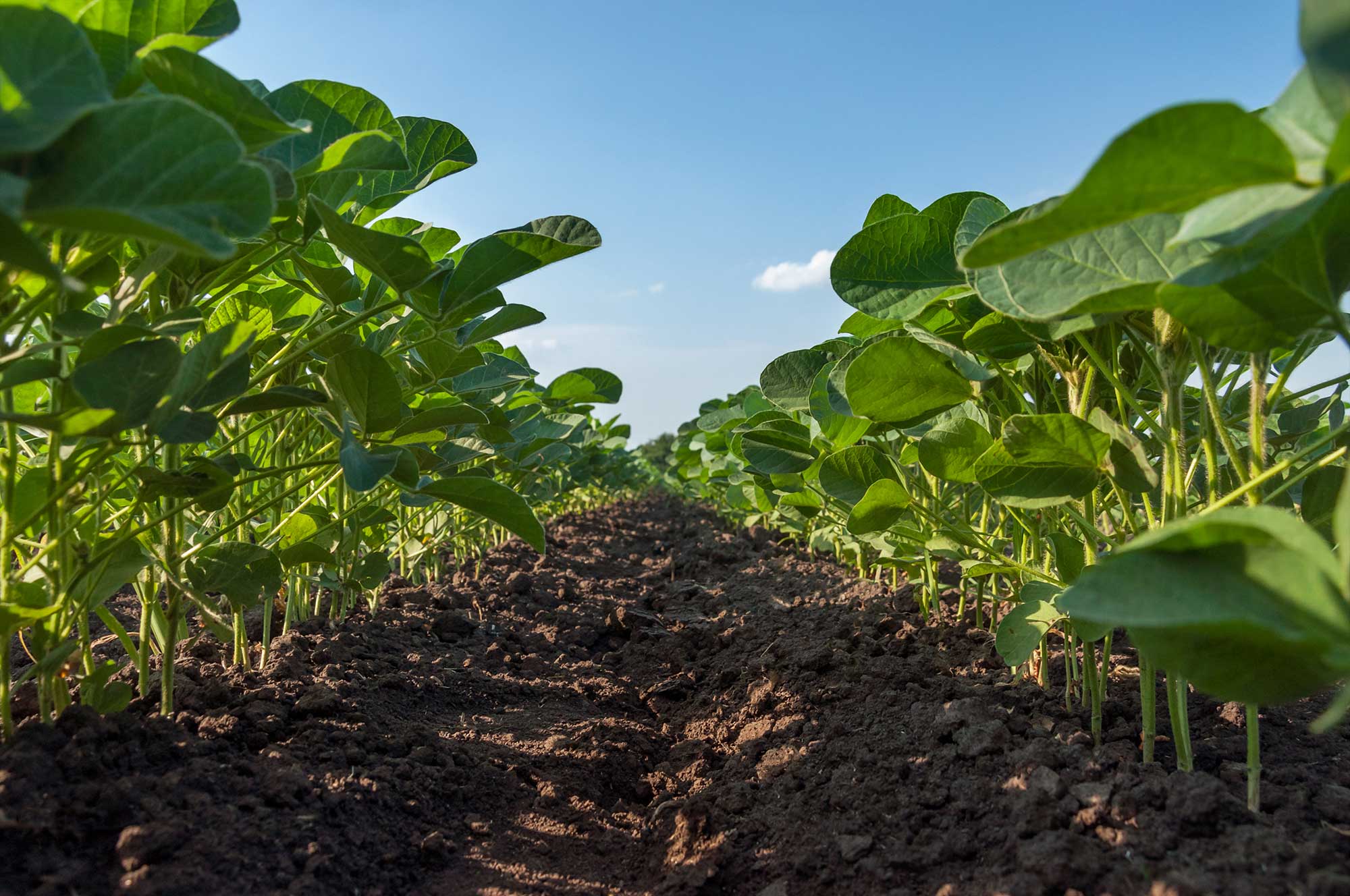 soybean yields