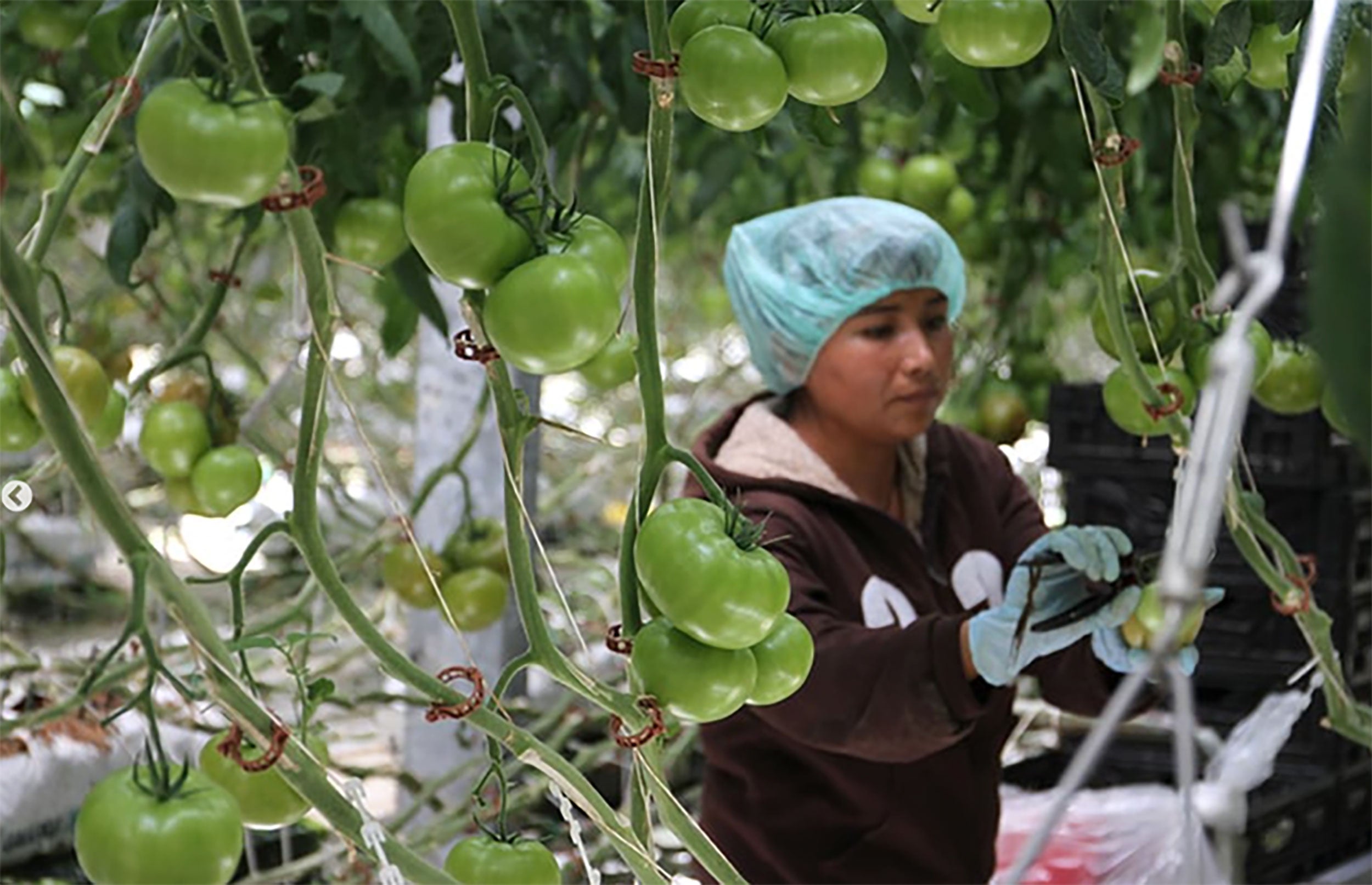 immigrant-worker-tomato-greenhouse