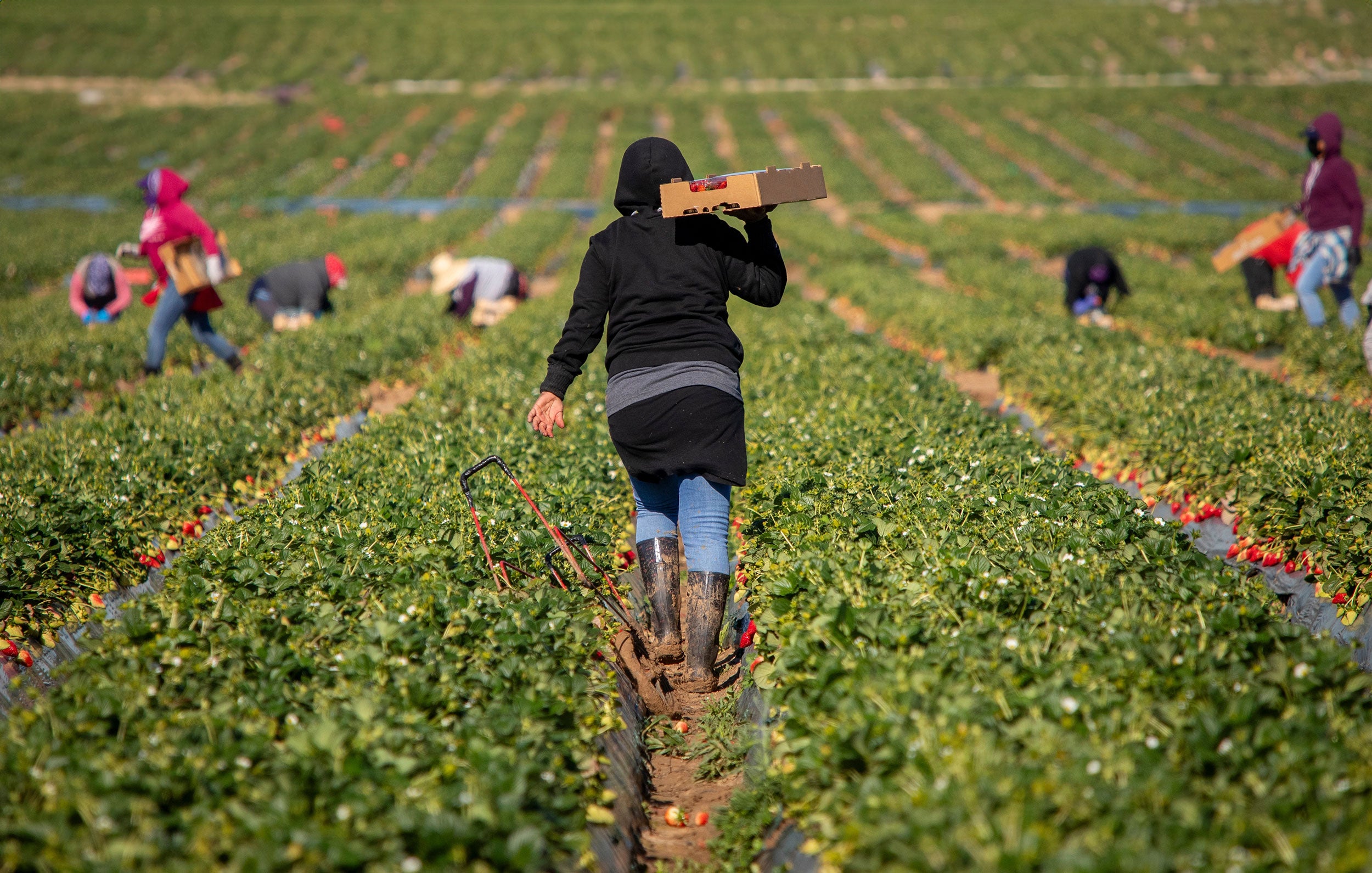 migrant-farm-labor-F-Armstrong-Photography