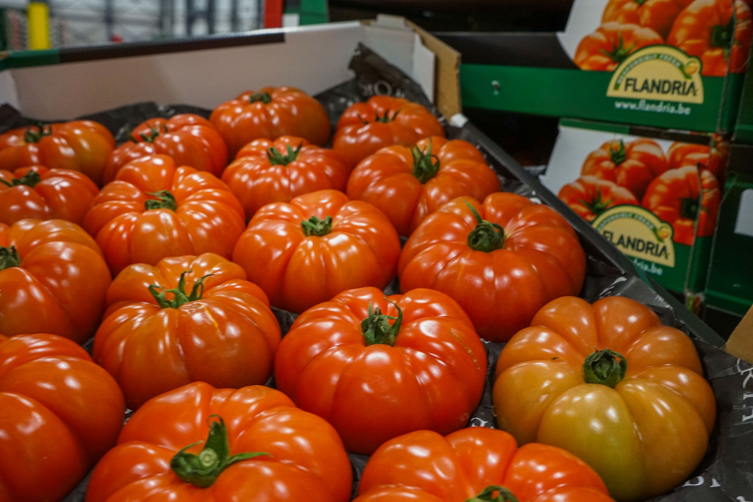 tomatoes-netherlands