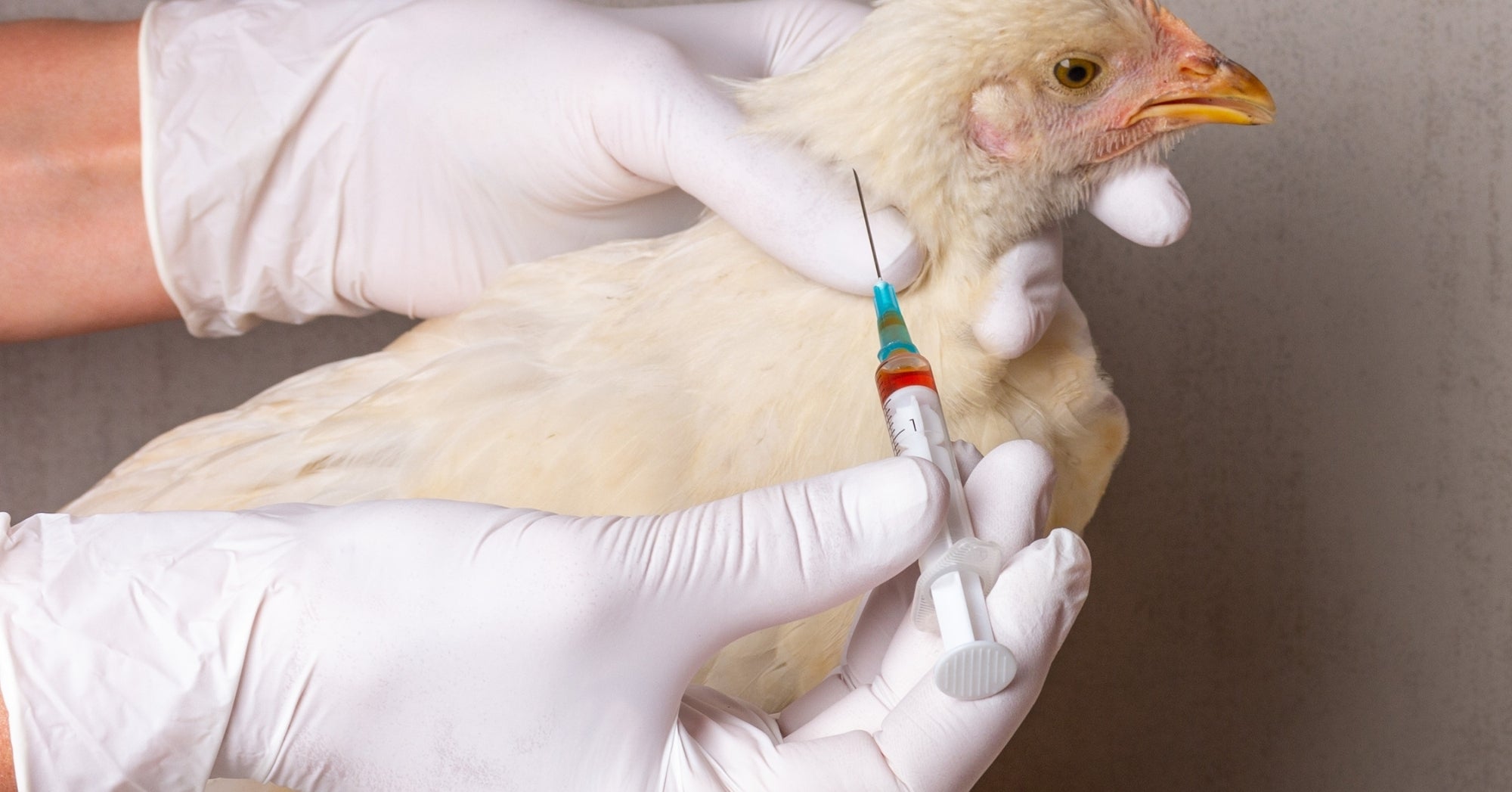 Poultry Vaccine