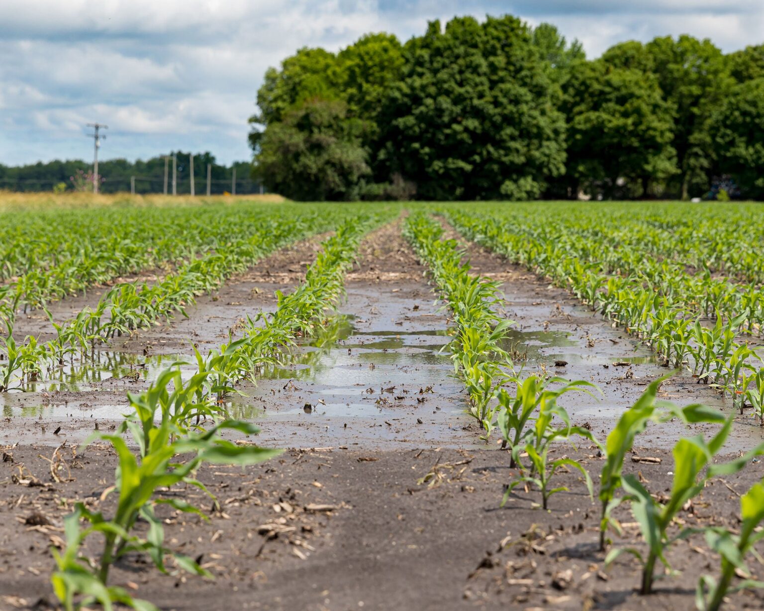 Extreme Weather in 2025 Left a Major Toll on Agriculture