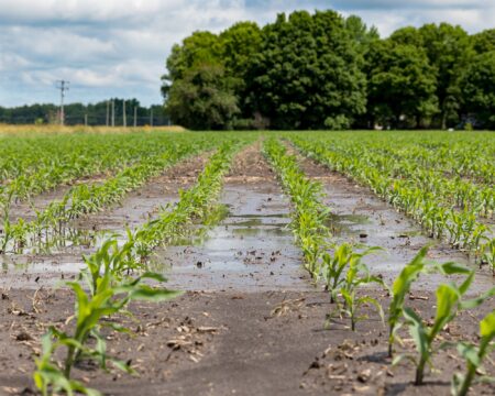 Extreme Weather in 2025 Left a Major Toll on Agriculture