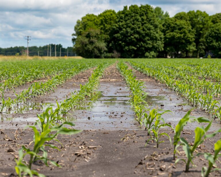 Extreme Weather in 2025 Left a Major Toll on Agriculture