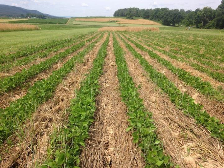 organic soybeans