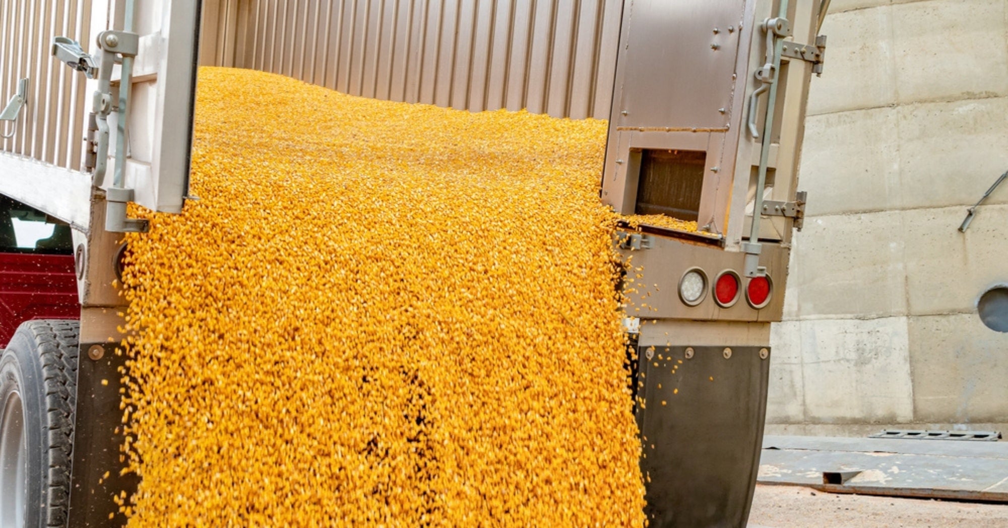 Corn