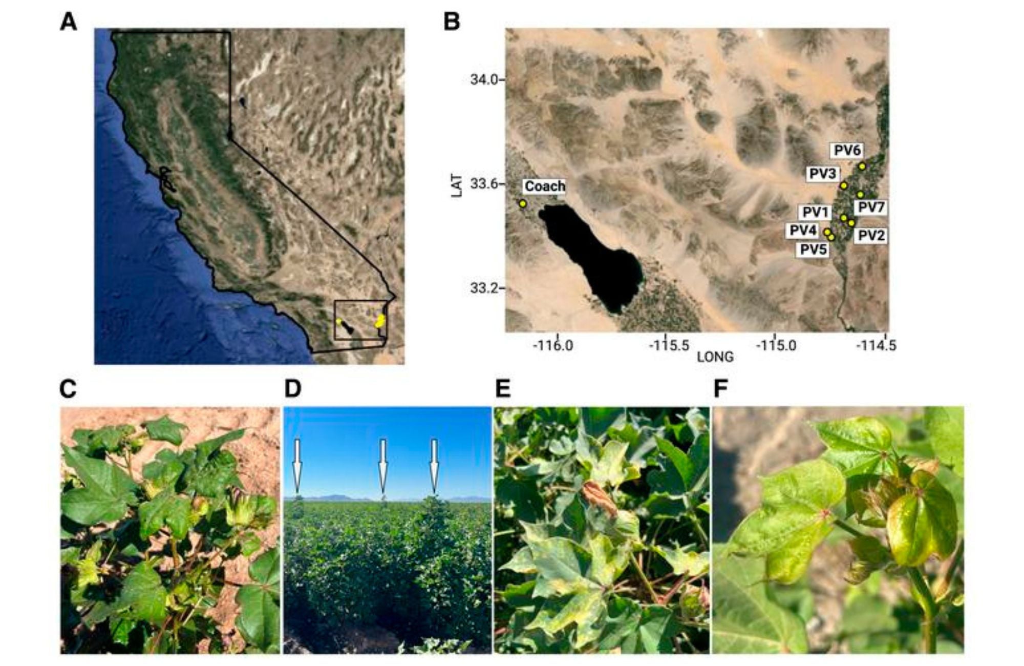 California Cotton