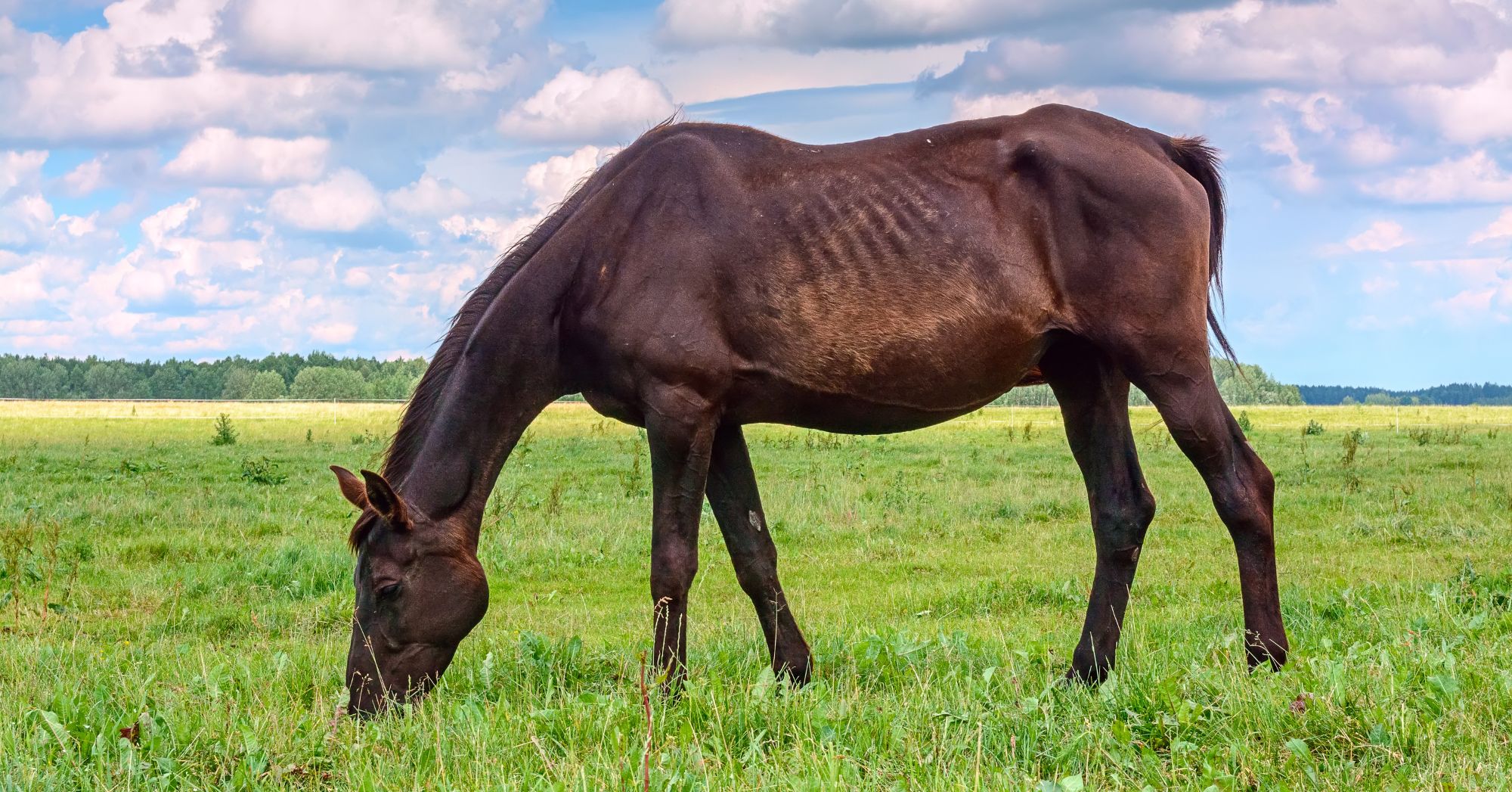 Horse Rescue