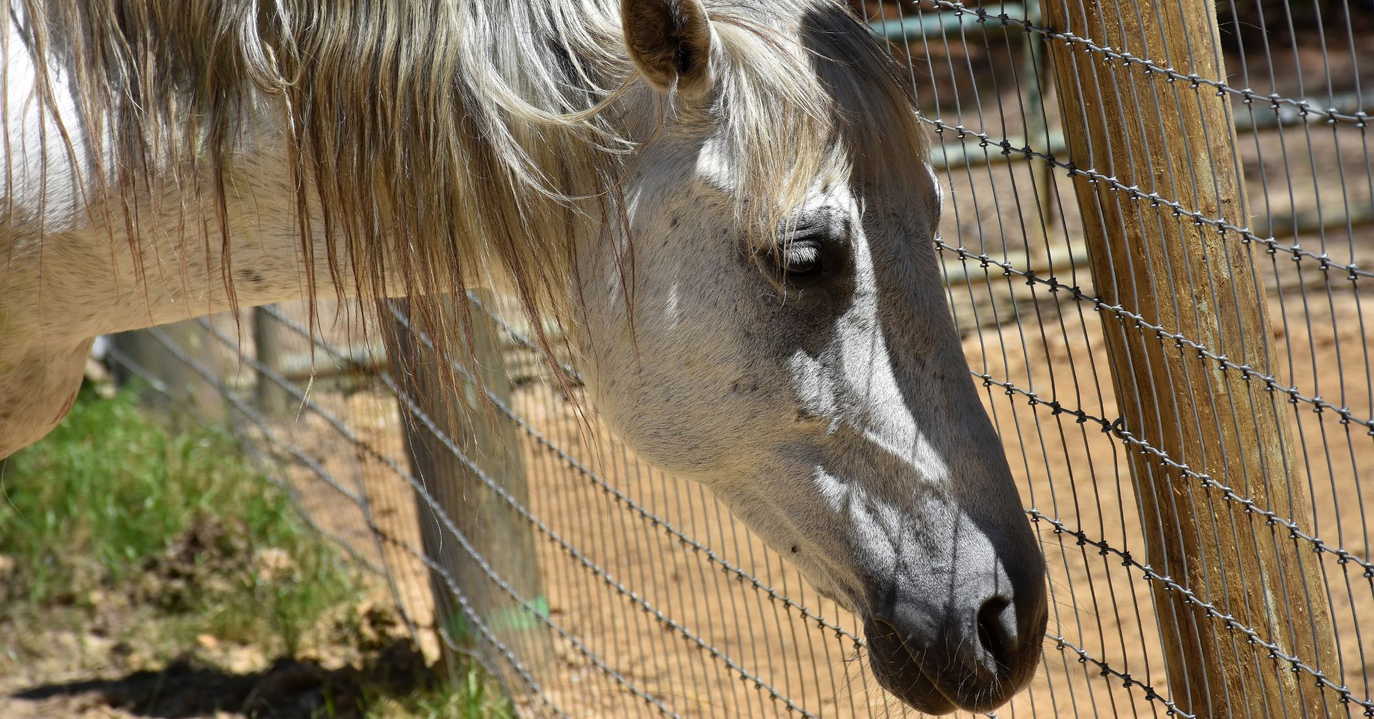Horse in Pens