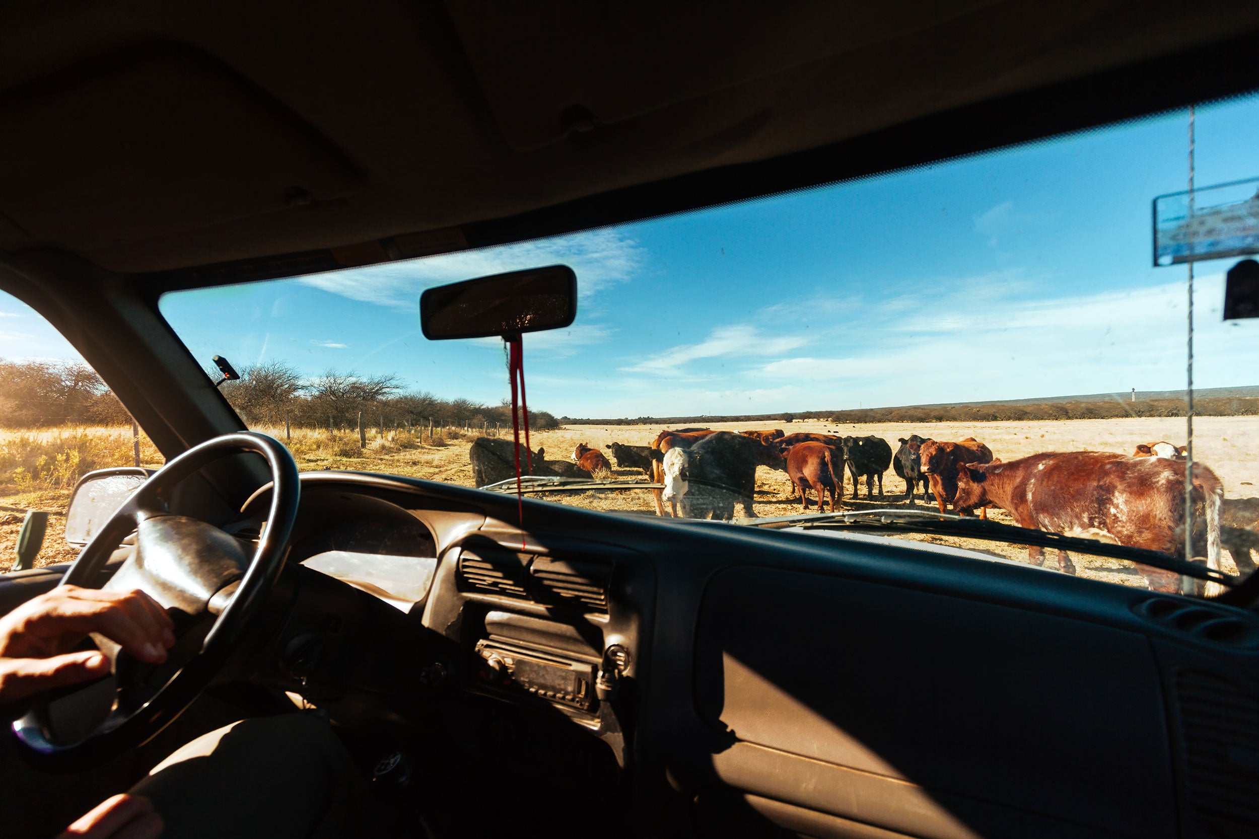 cattle-windshield-rancher