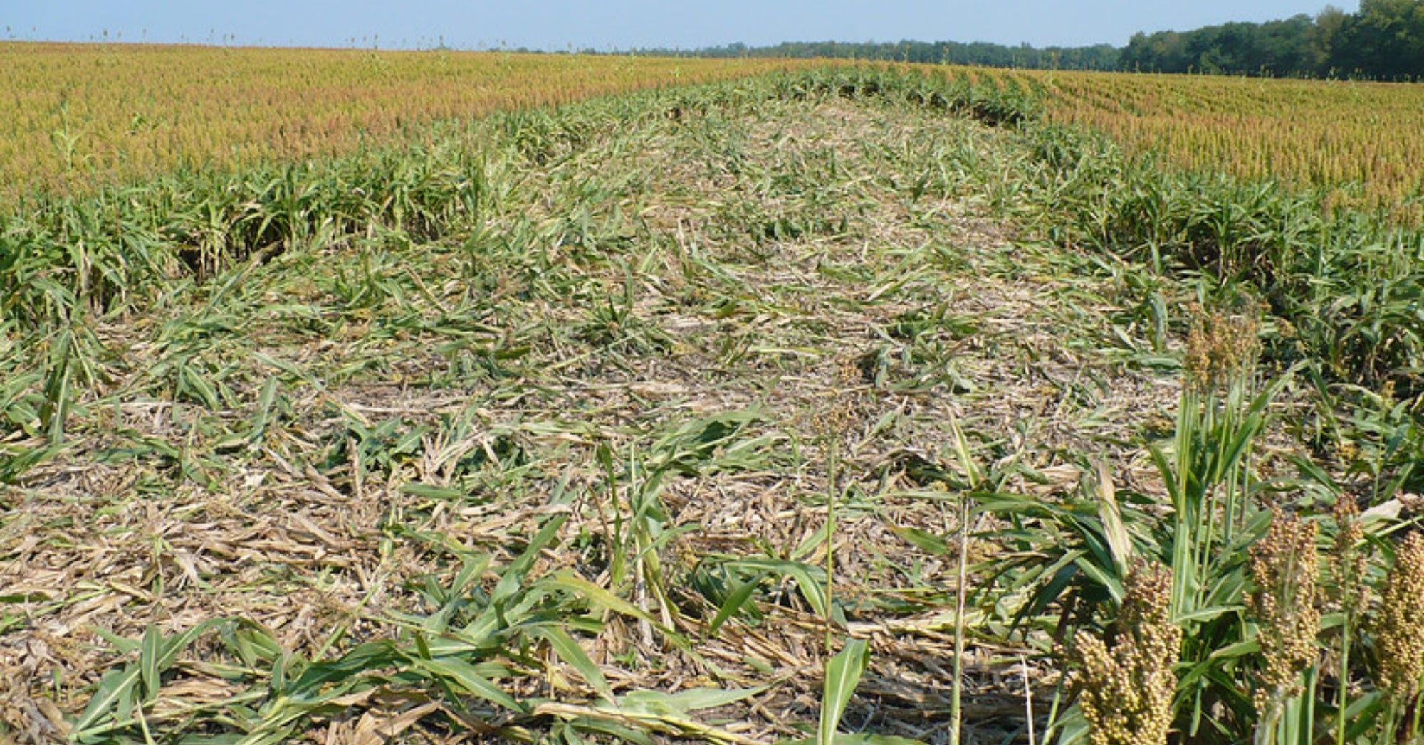 Feral Swine Crop Damage