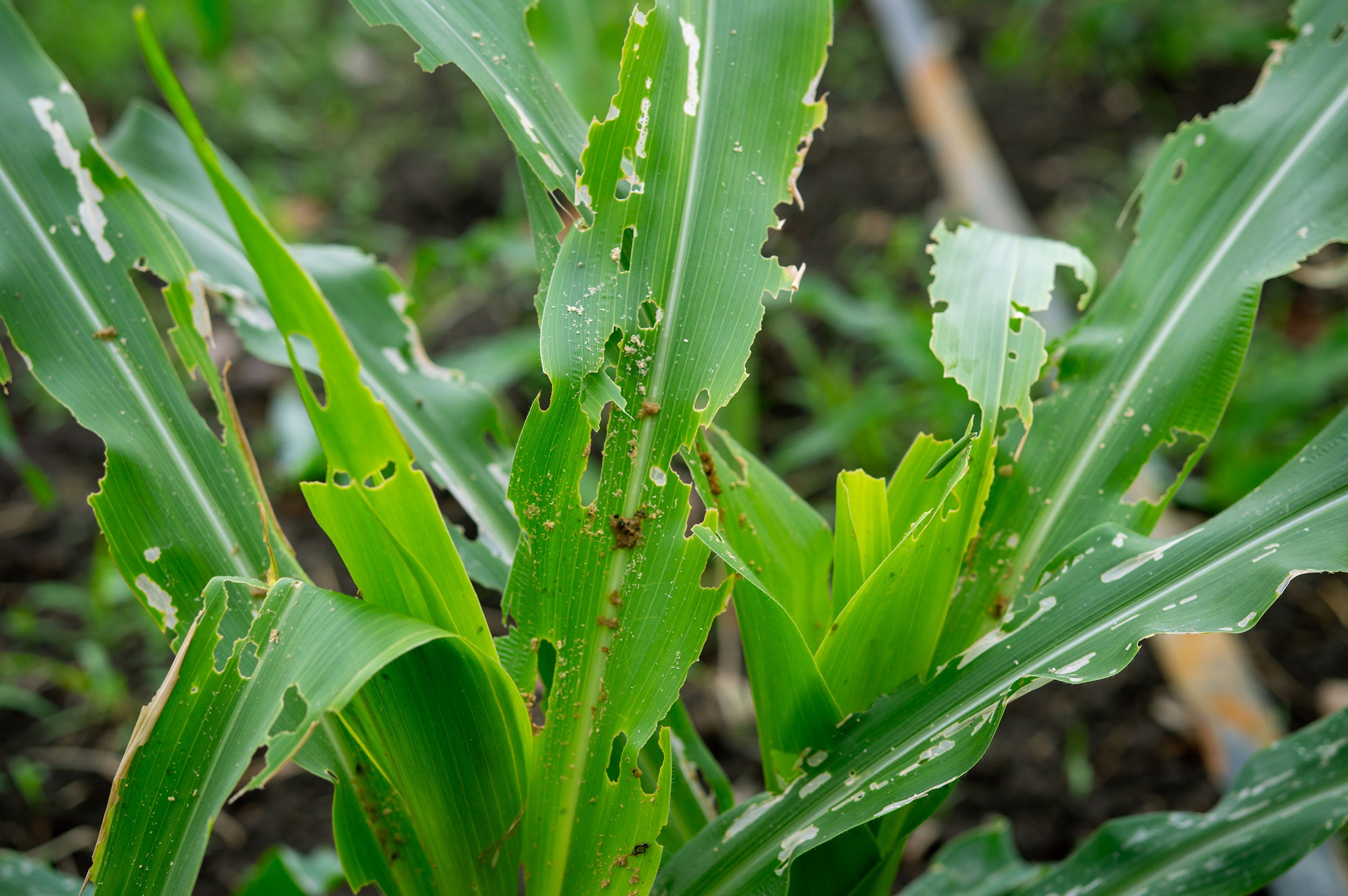 insects-crop-damage-RachenStocker