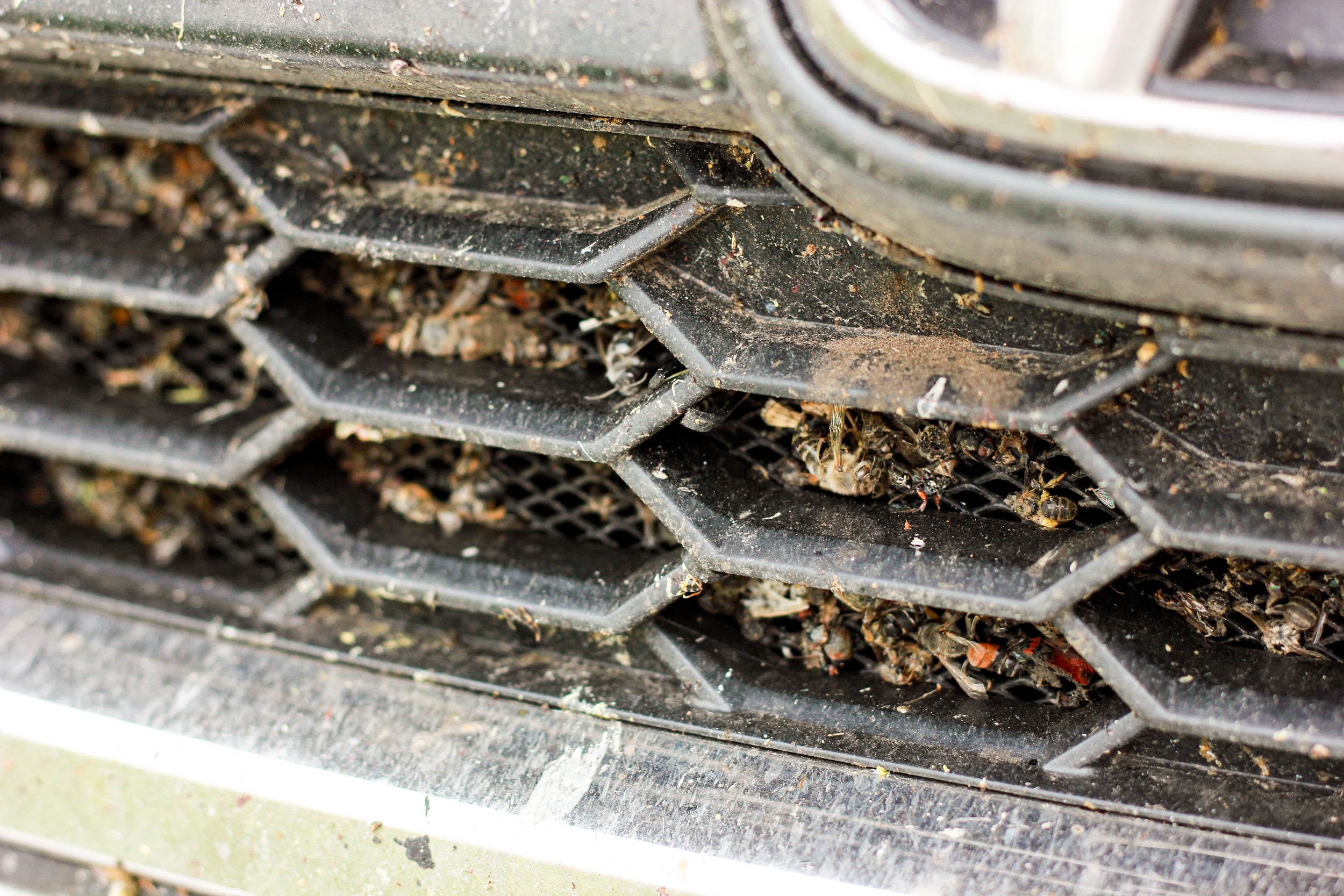 insects-vehicle-grill-Juliya-Zotova