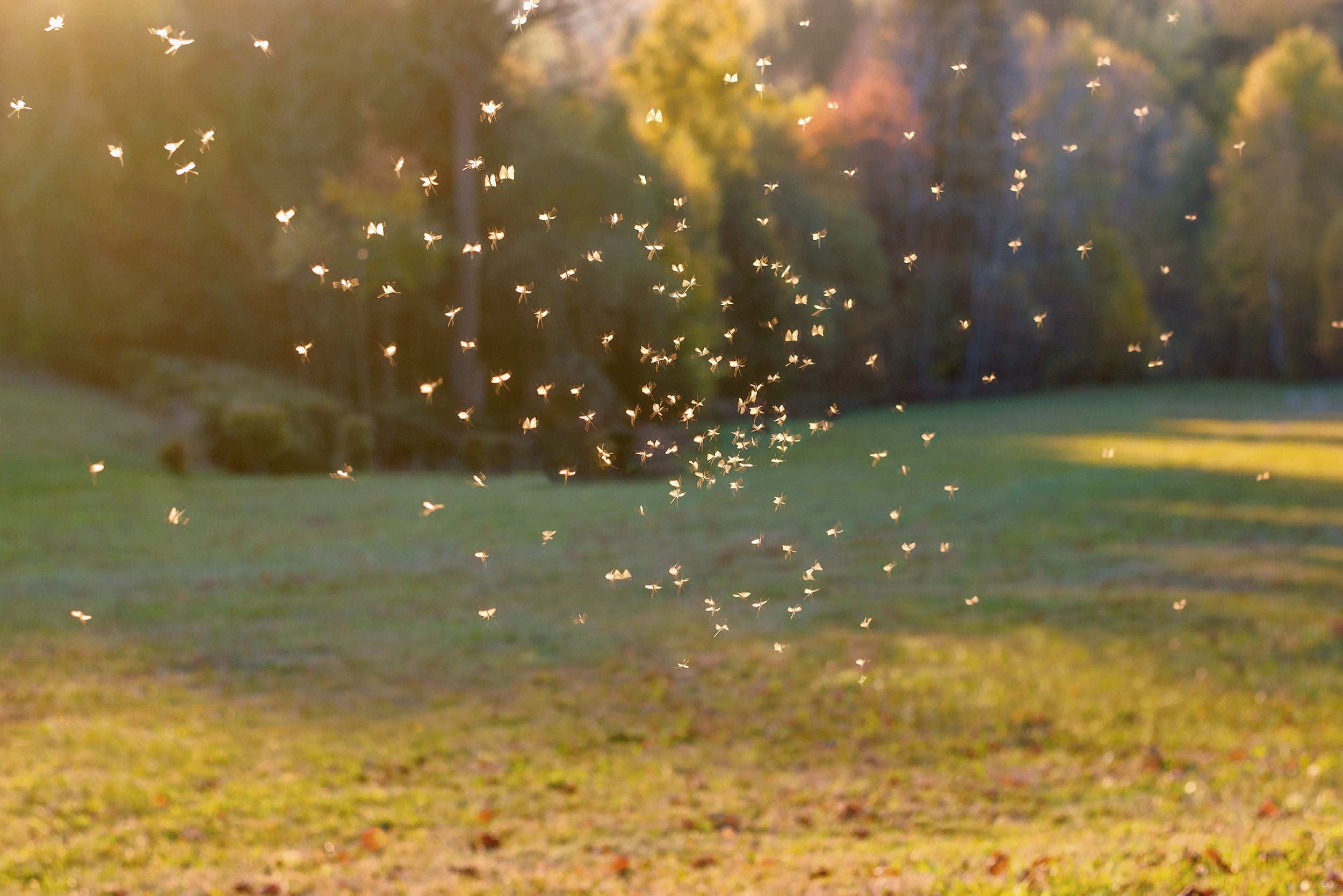 mosquito-swarm-Tunatura