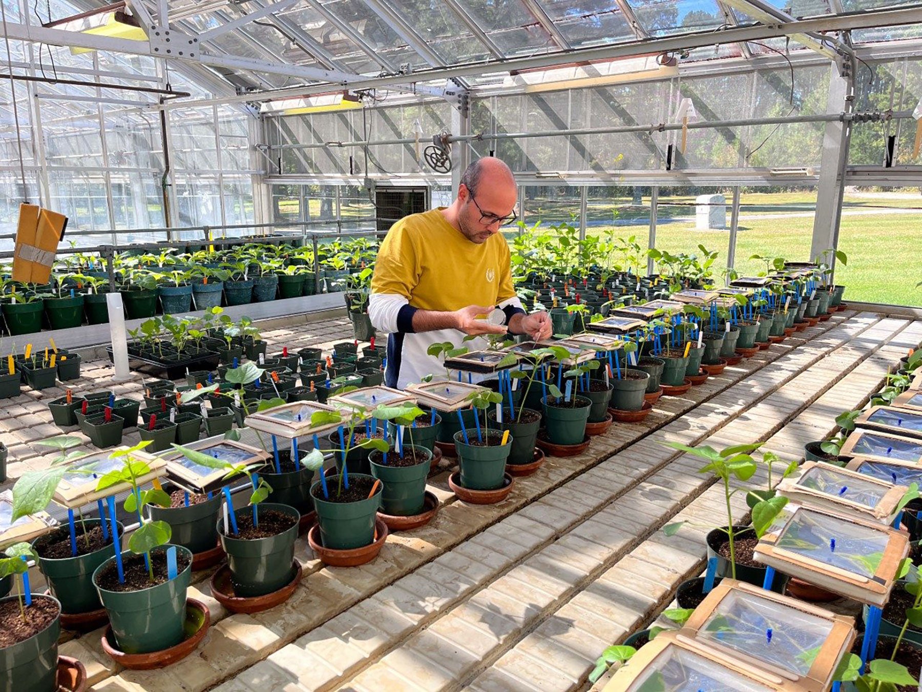 virginia-tech-cotton-researcher