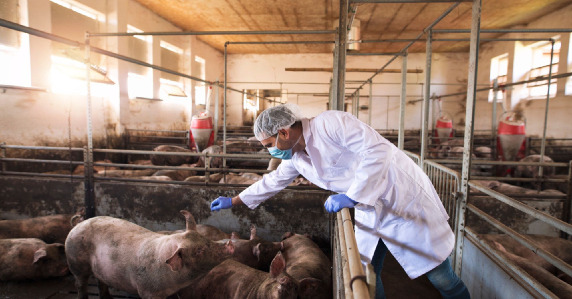 Swine Pig Veterinarian
