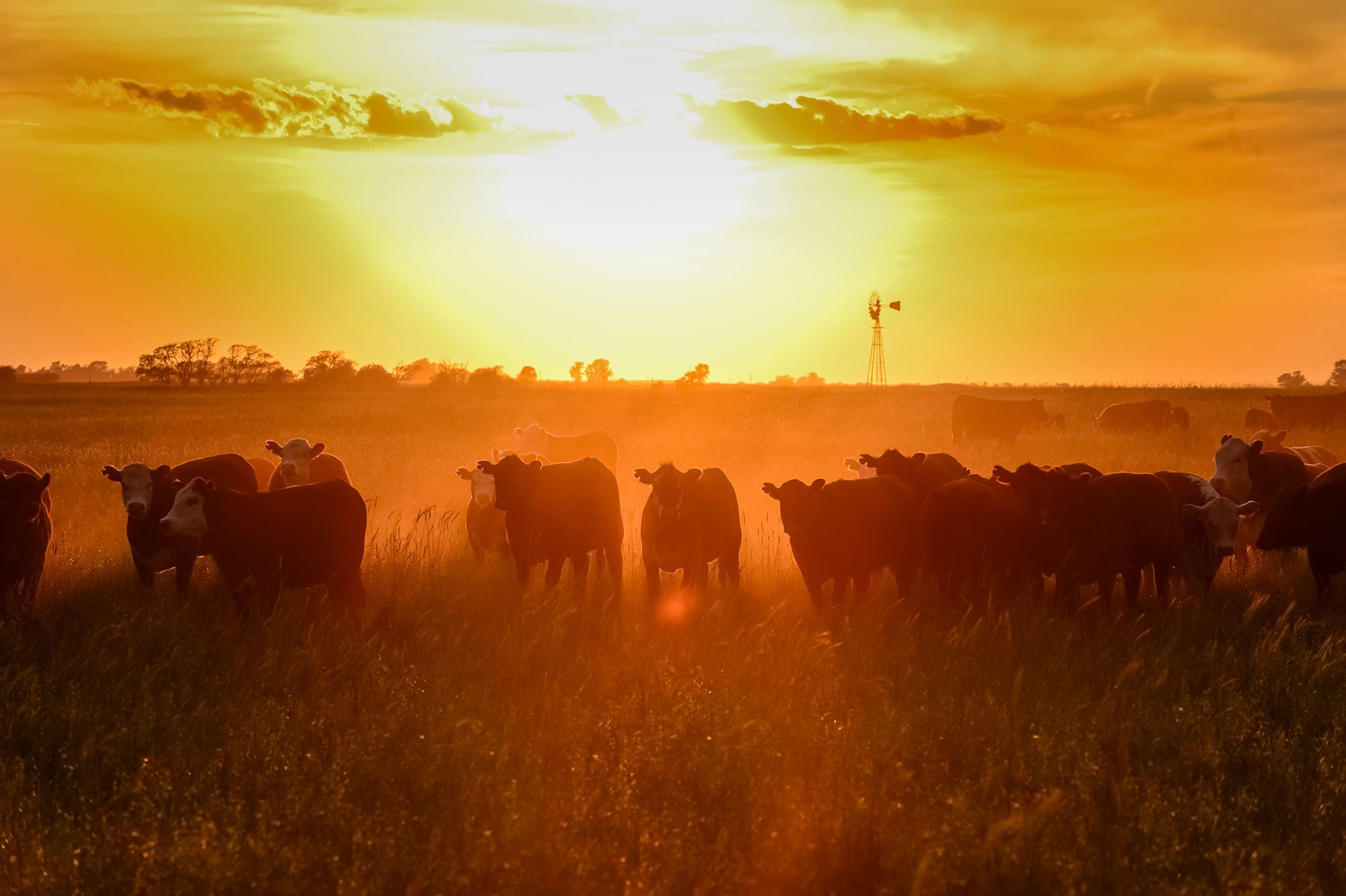 beef-x-dairy-cattle-silhouette