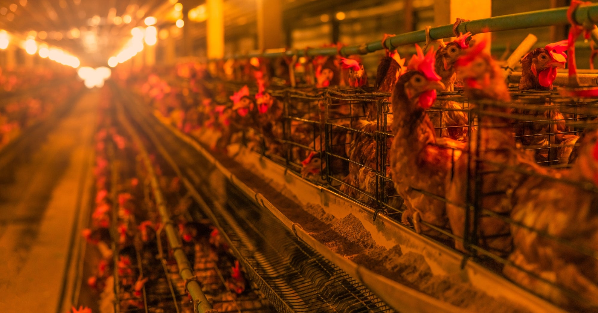 Bird Flu