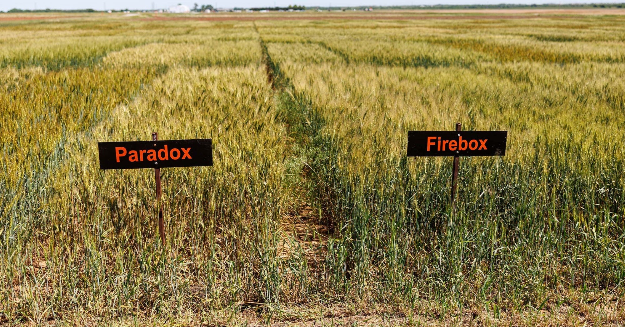 OSU Wheat Varieties