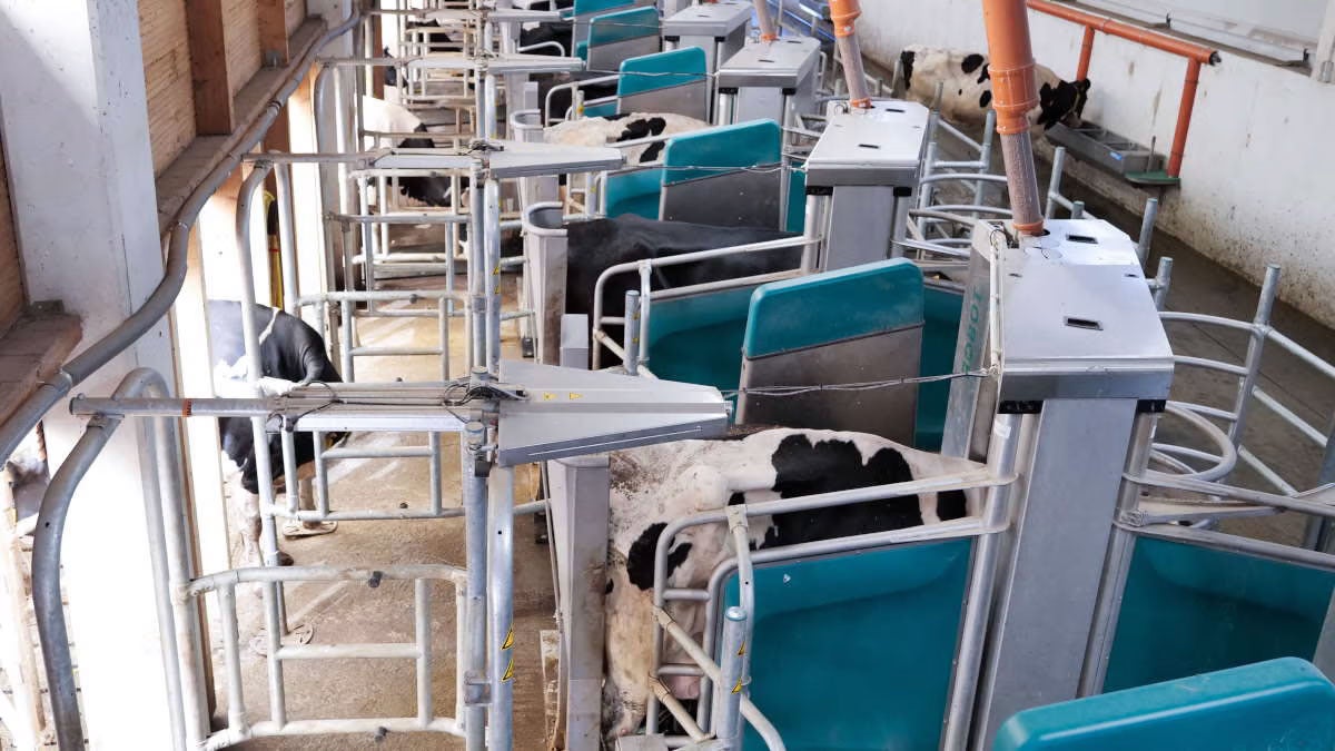 gea-dairyrobot-milking