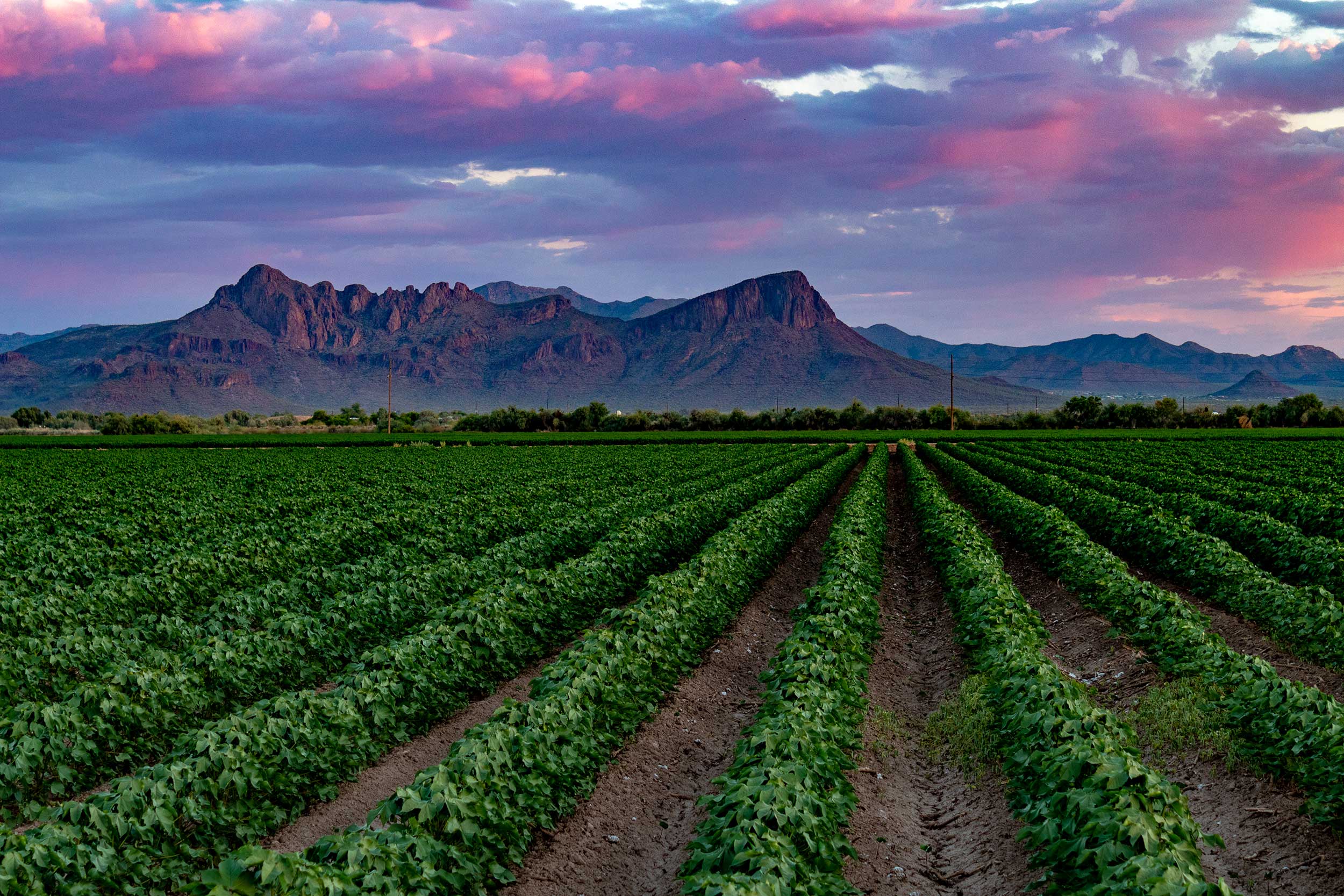 young-cotton-fields-arizona