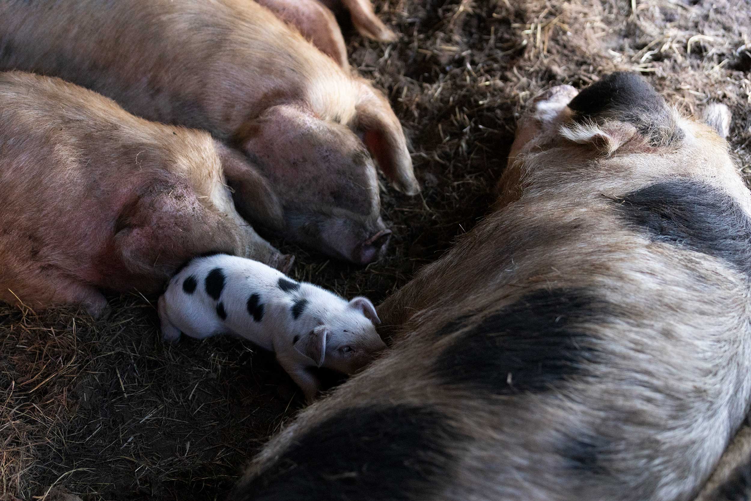 Jess_DSouza_Wisconsin_Piglet